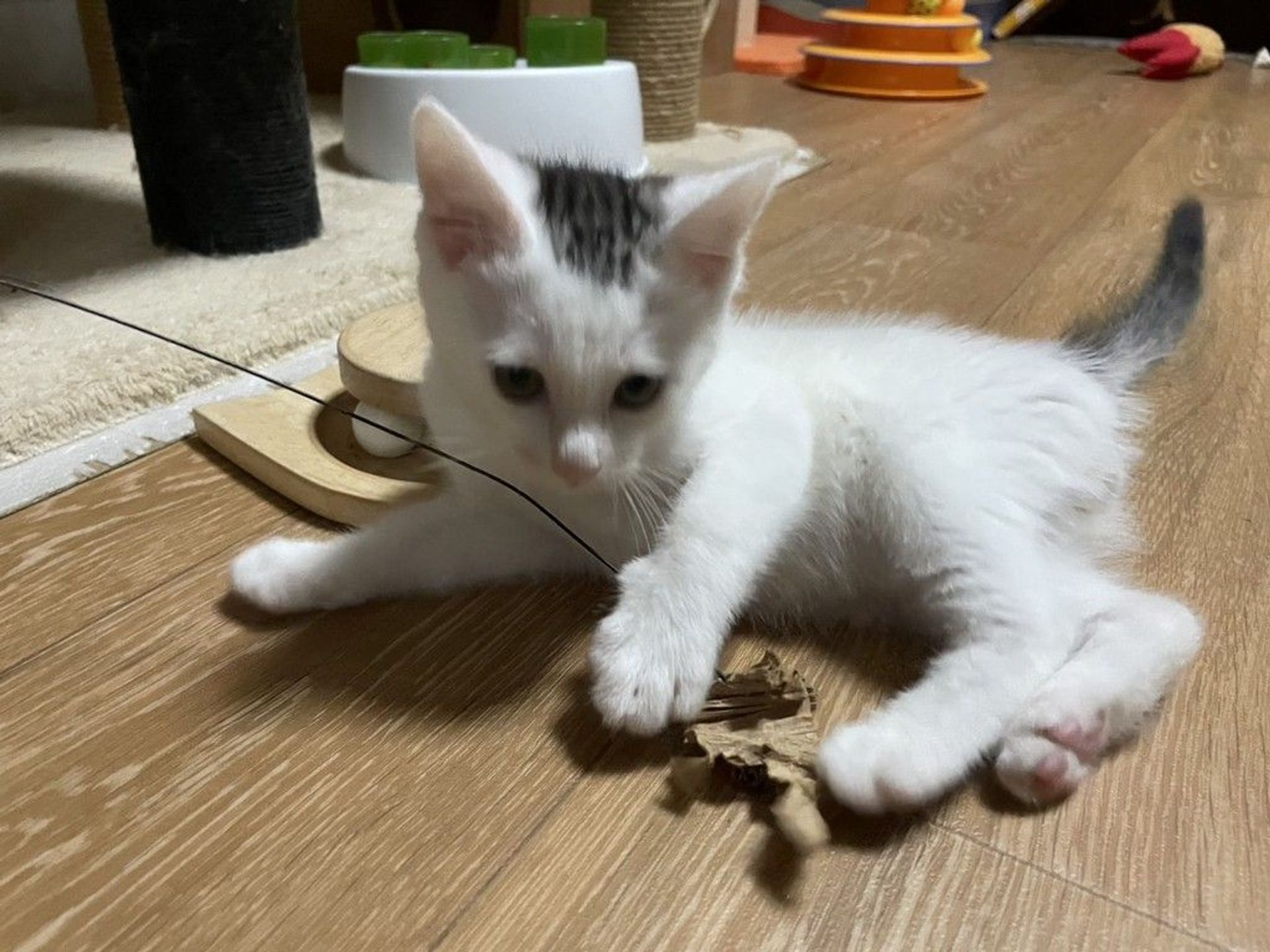 雑種（ミックス猫）・オスの里親募集の写真