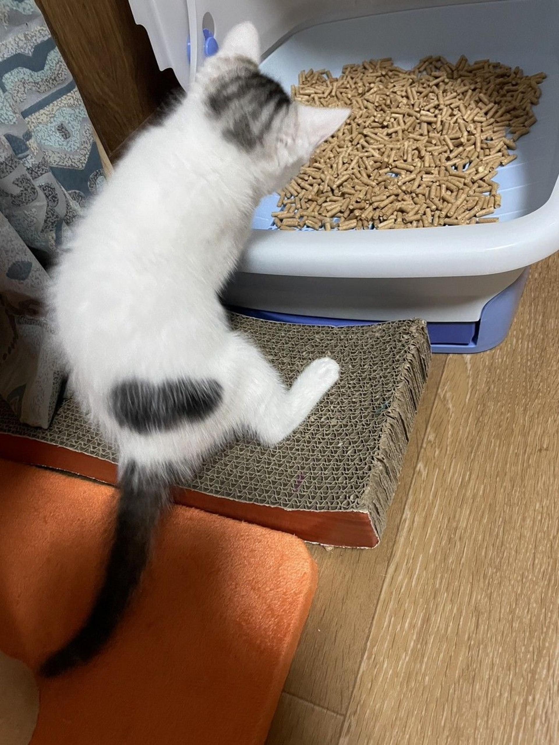 pet-image-3