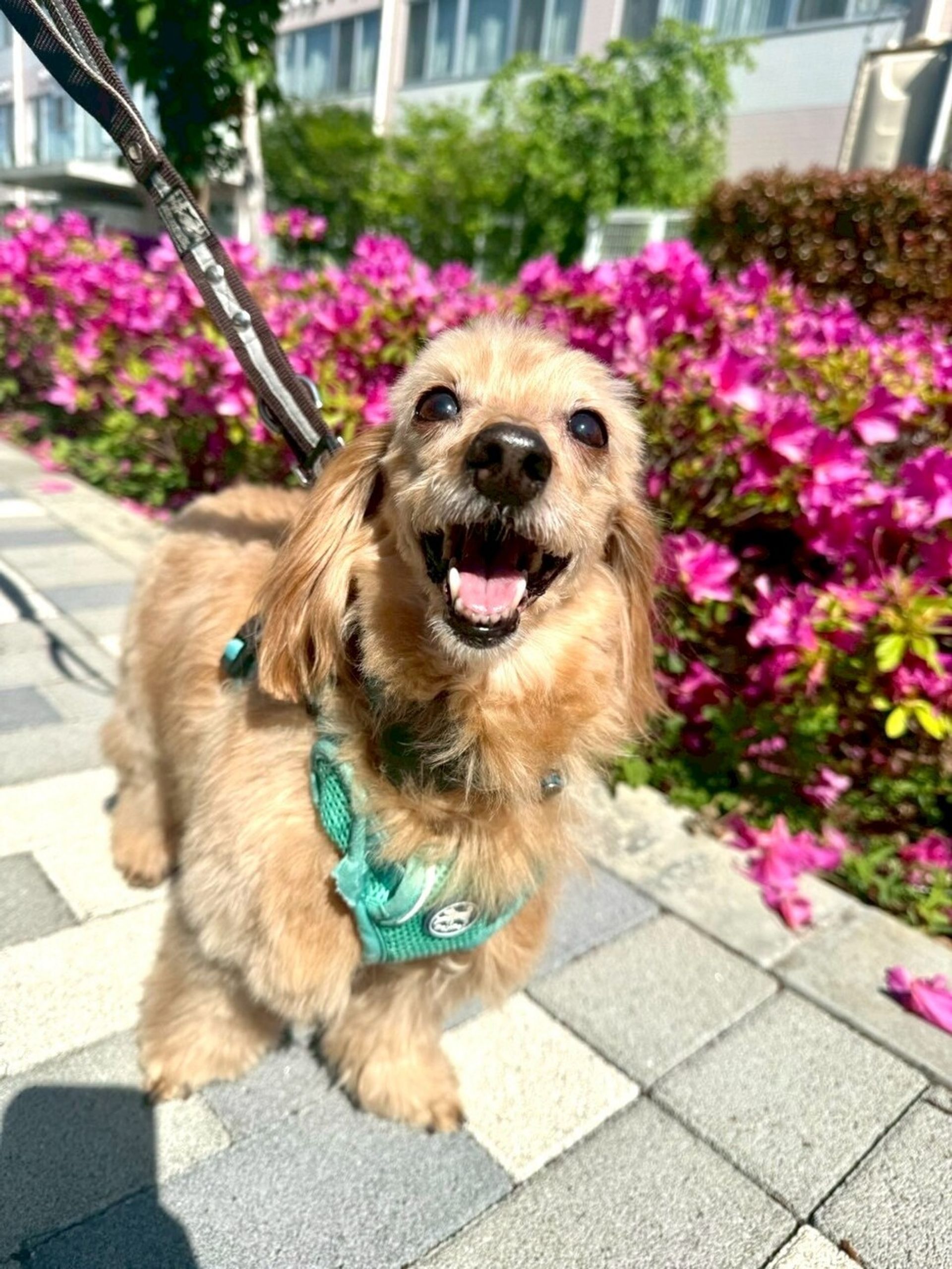 雑種（ミックス犬）・オスの里親募集の写真