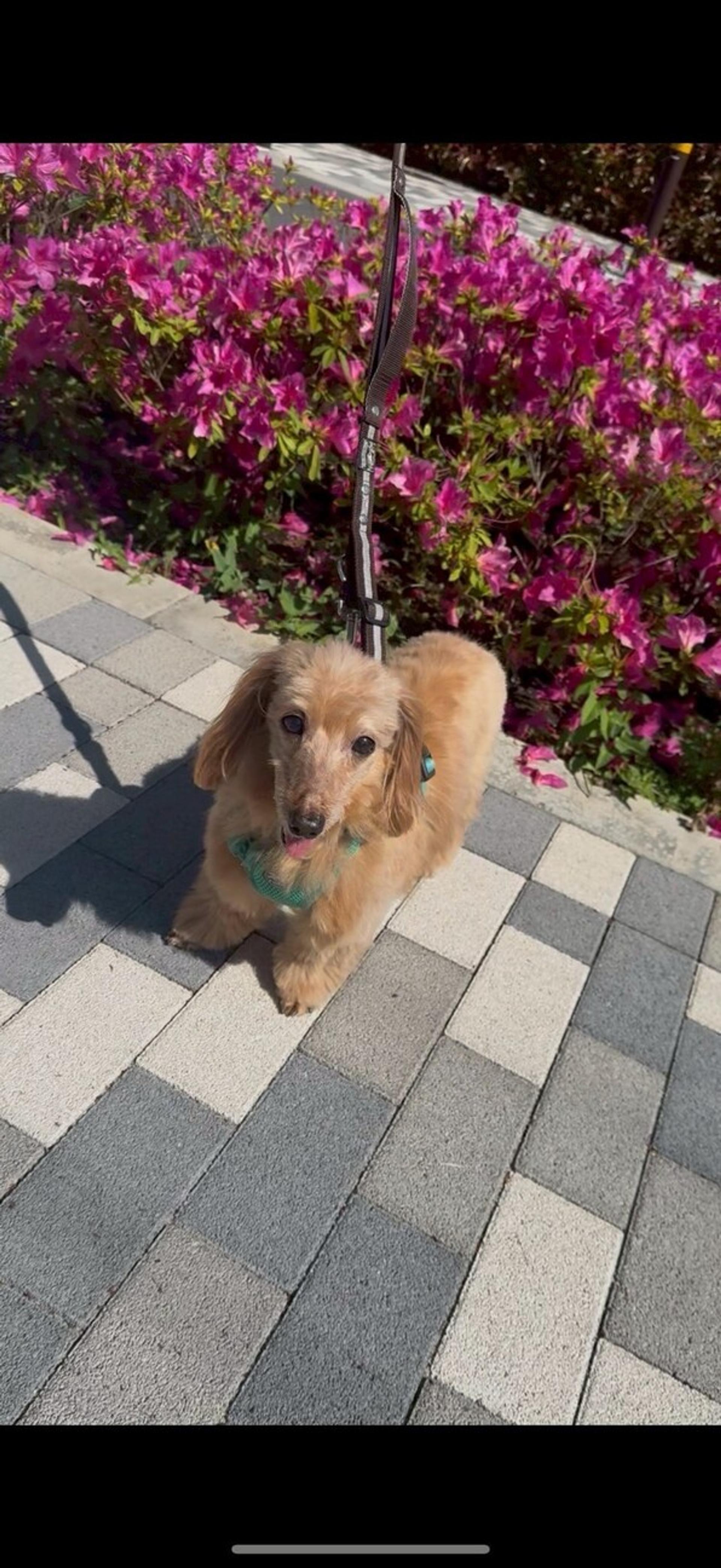 pet-image-5