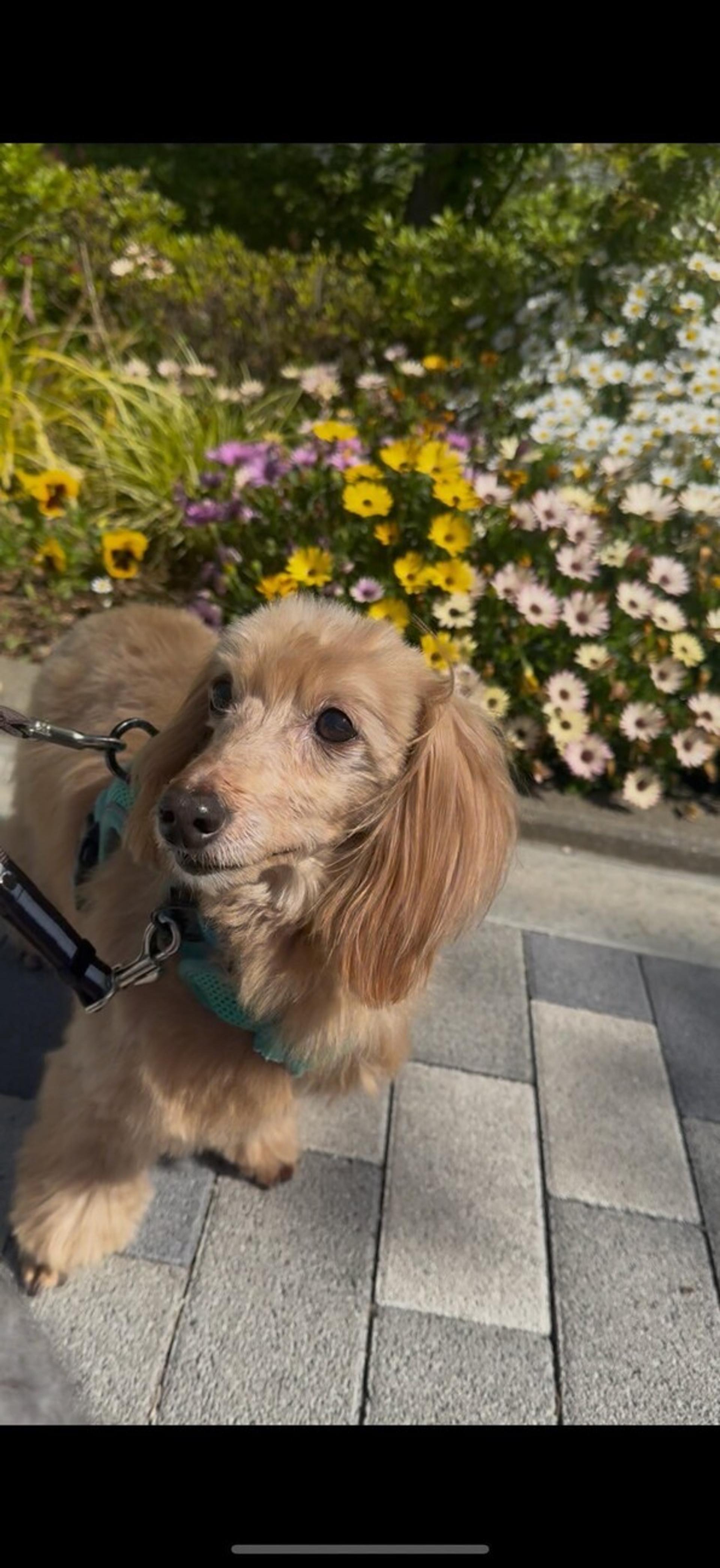 pet-image-3