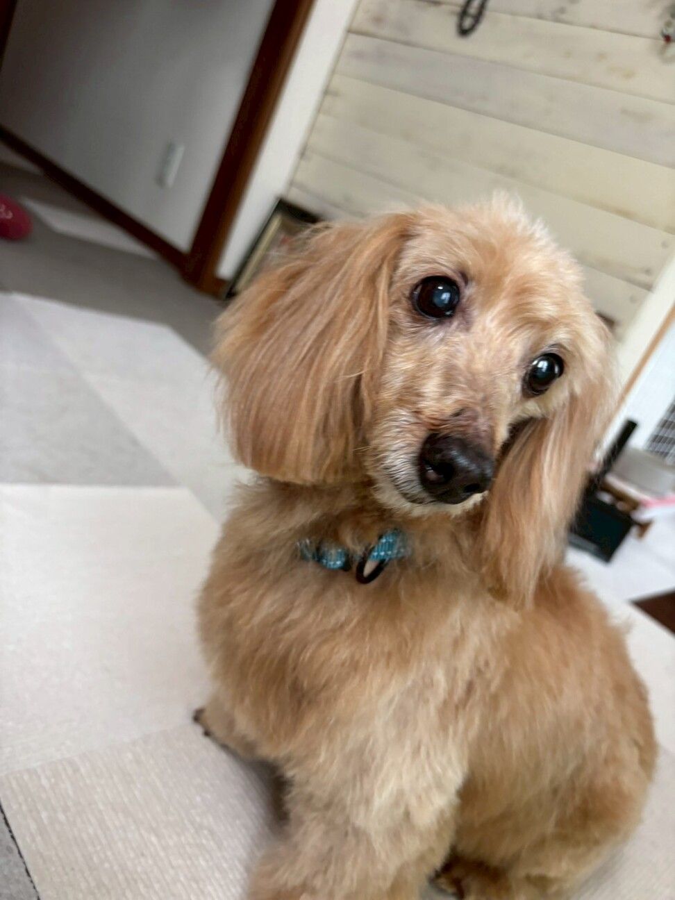 しろい犬 Amazon.co.jp: キュート販売 よちよち秋田犬 白毛 ぬいぐるみ