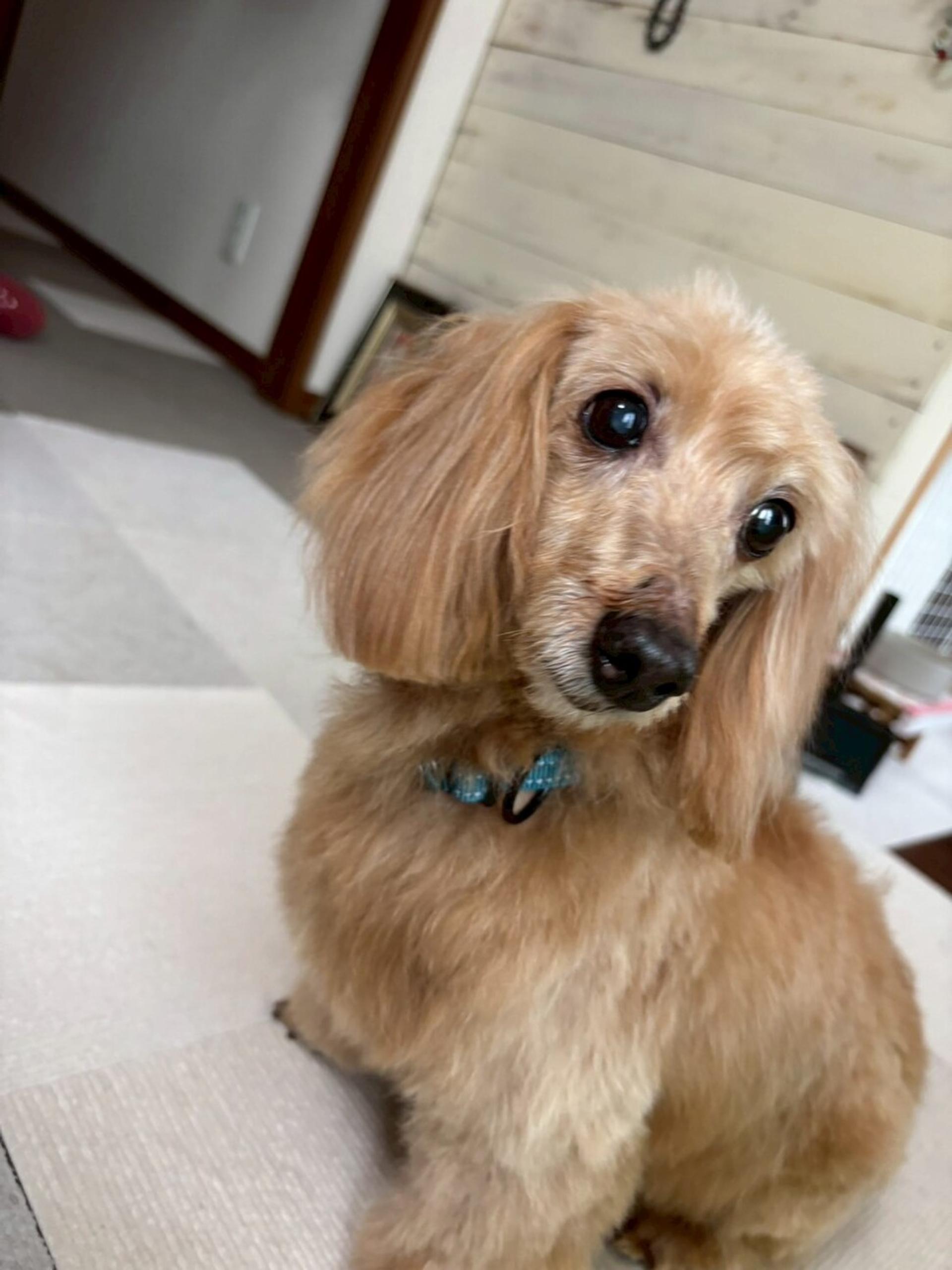 pet-image-6