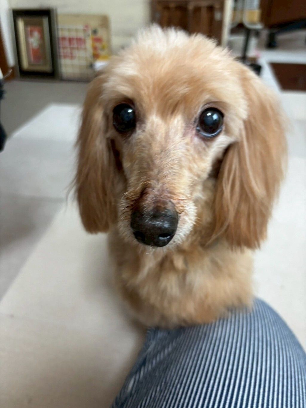 しろい犬 はぁぁぁ、ありがとうございます🥹💕 我が子にかけてもらえる