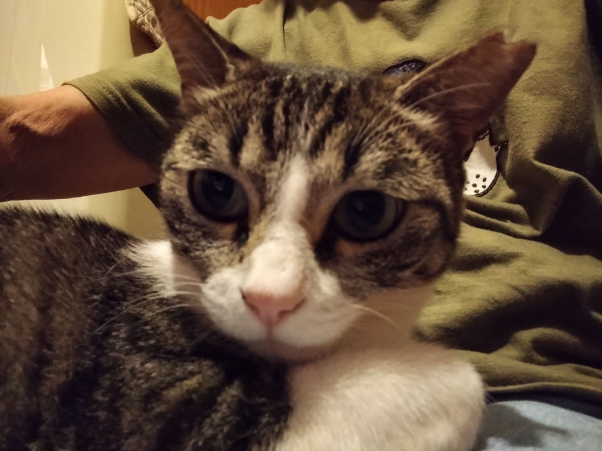 雑種（ミックス猫）・メスの里親募集の写真