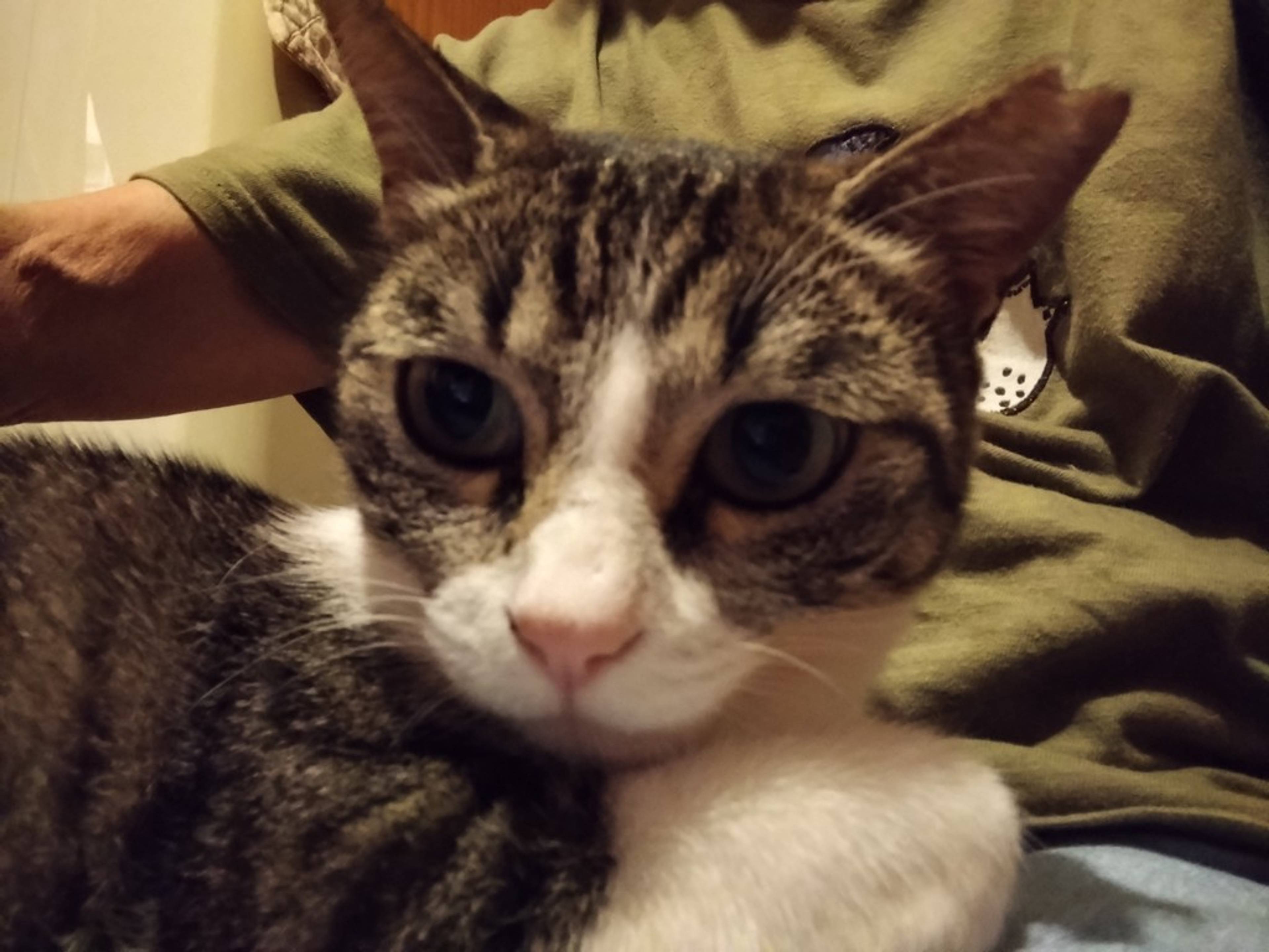 雑種（ミックス猫）・メスの里親募集の写真
