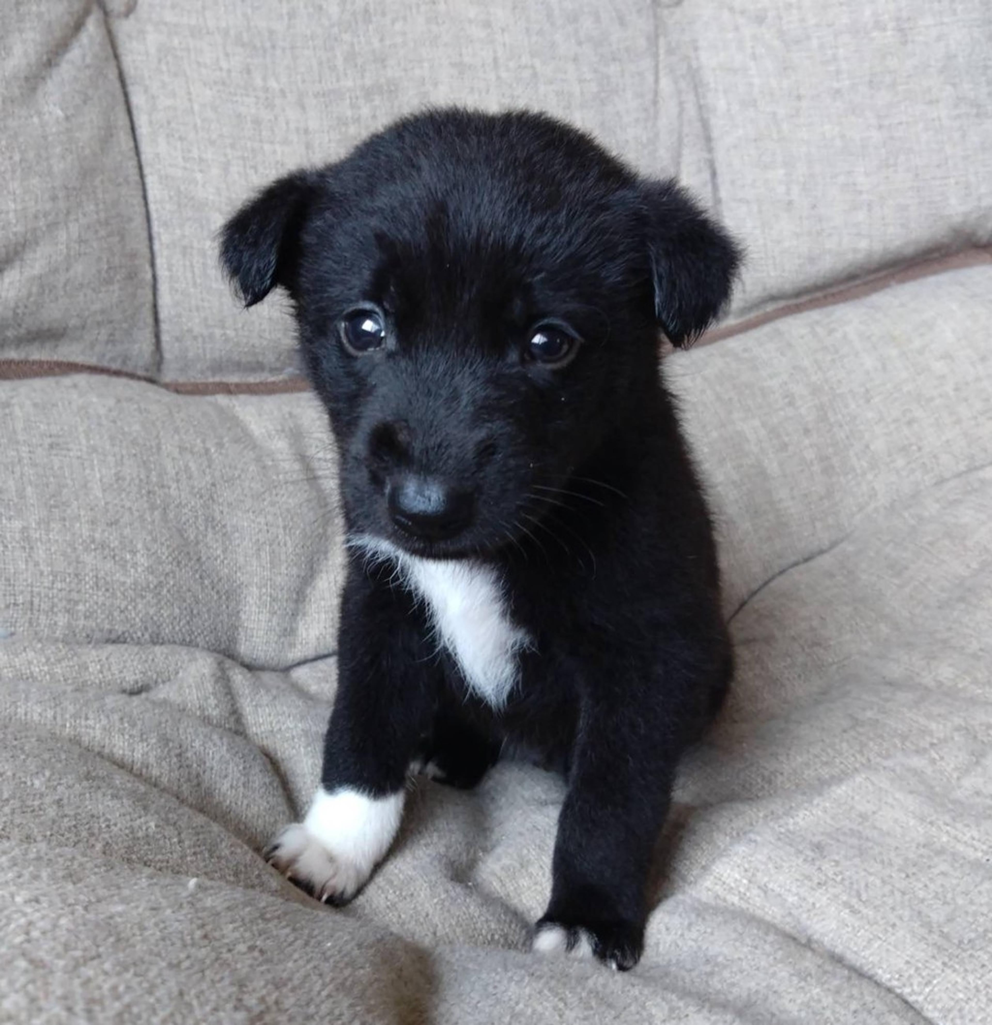 pet-image-2
