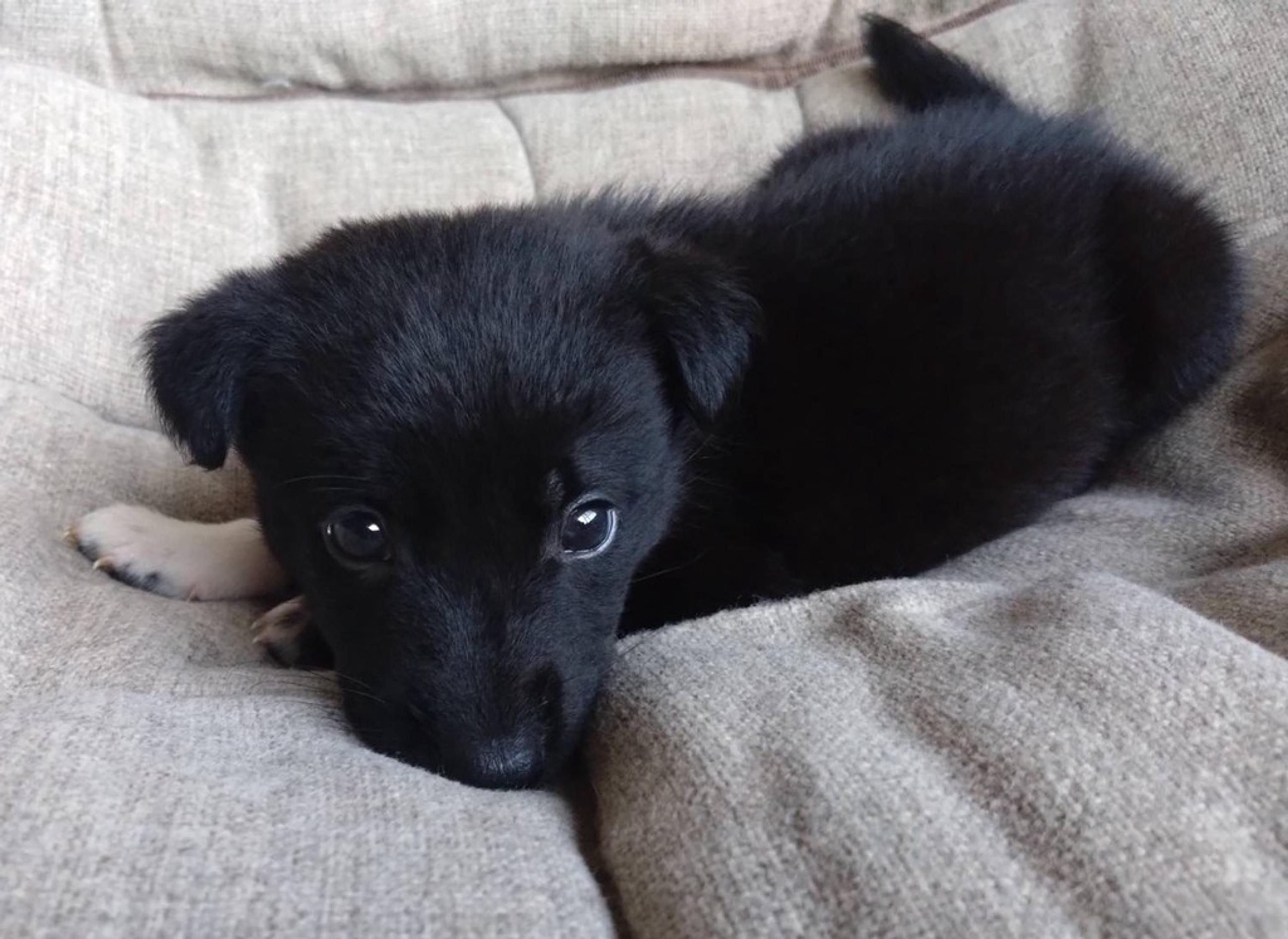 pet-image-3