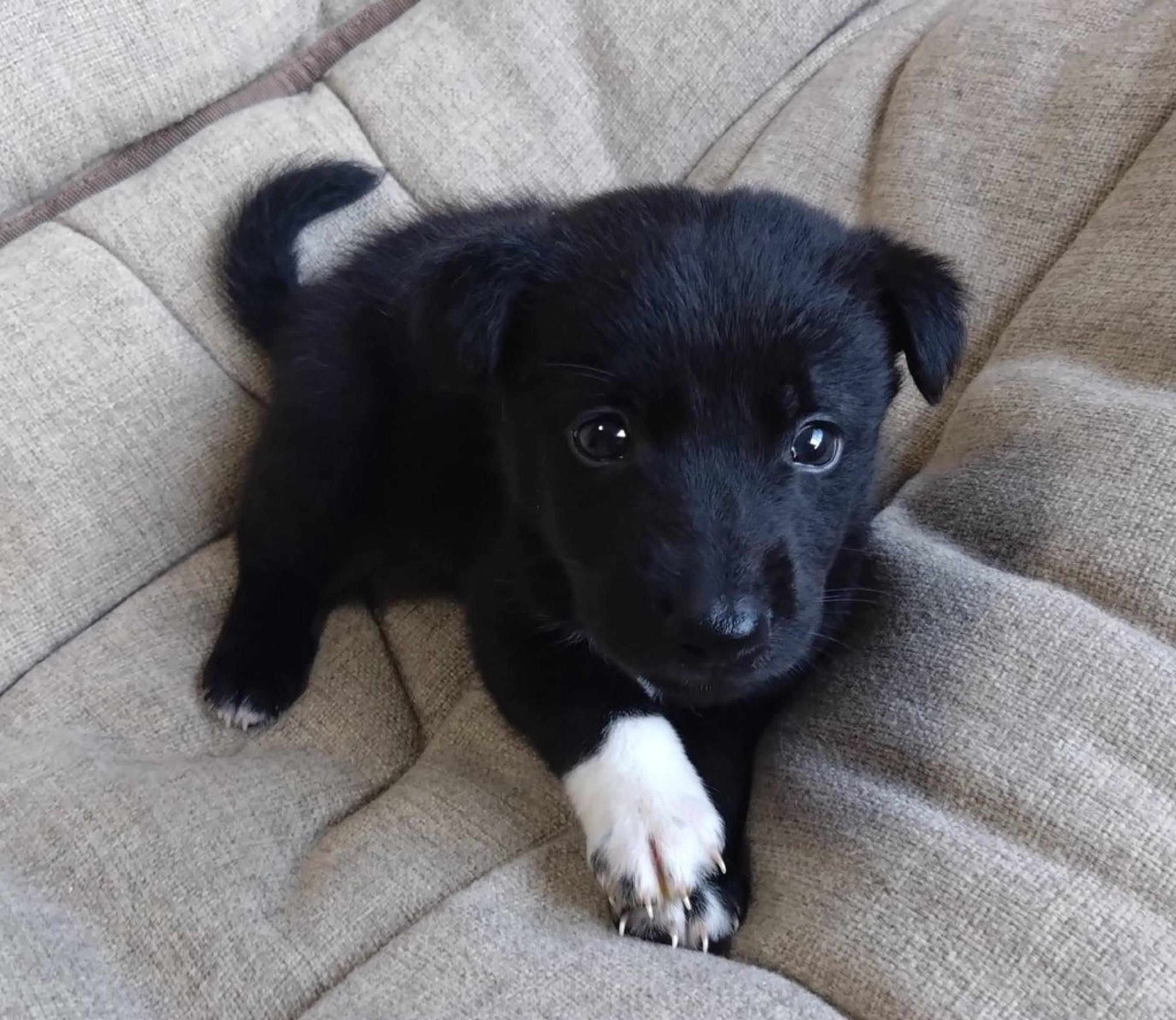 pet-image-4
