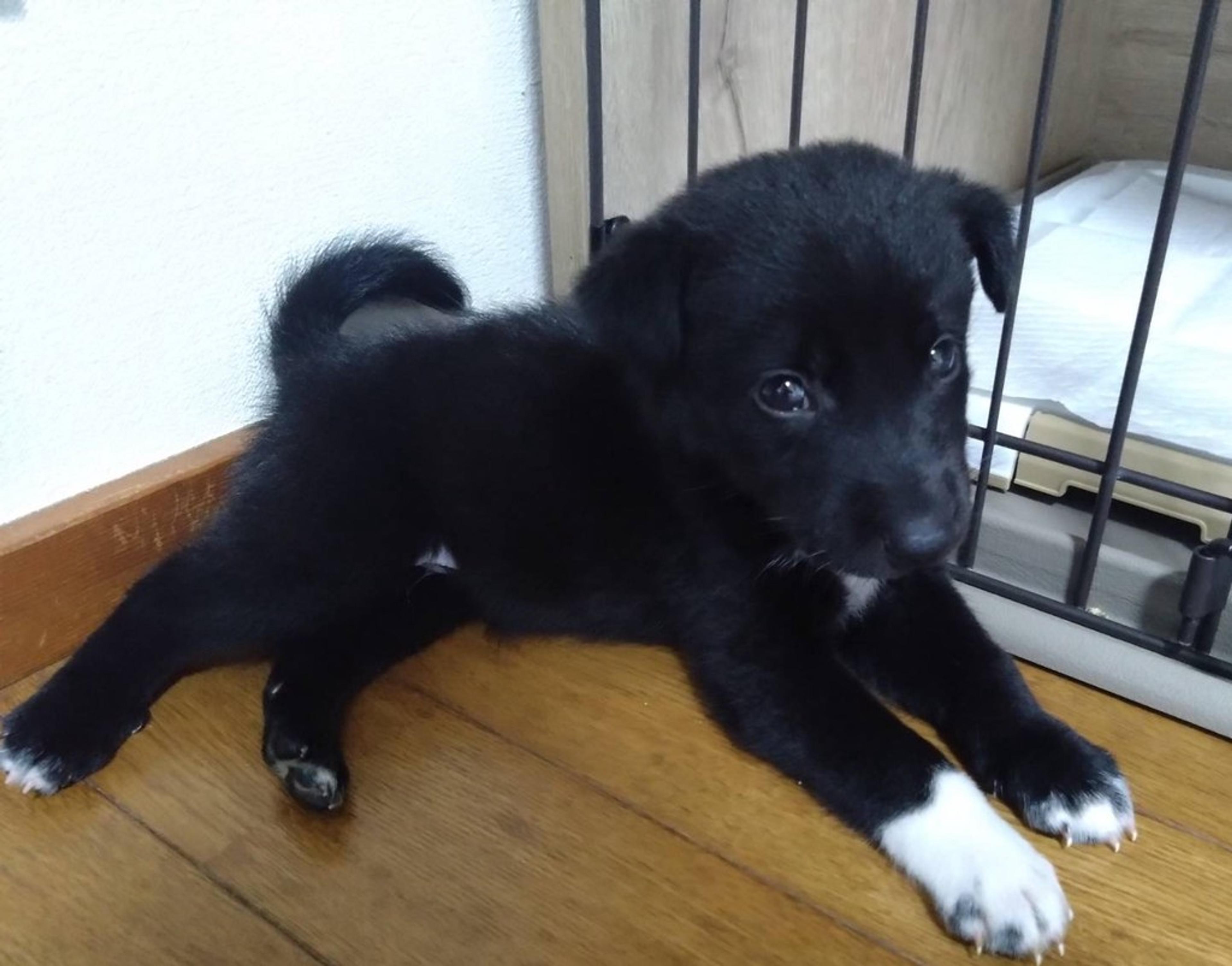 pet-image-5
