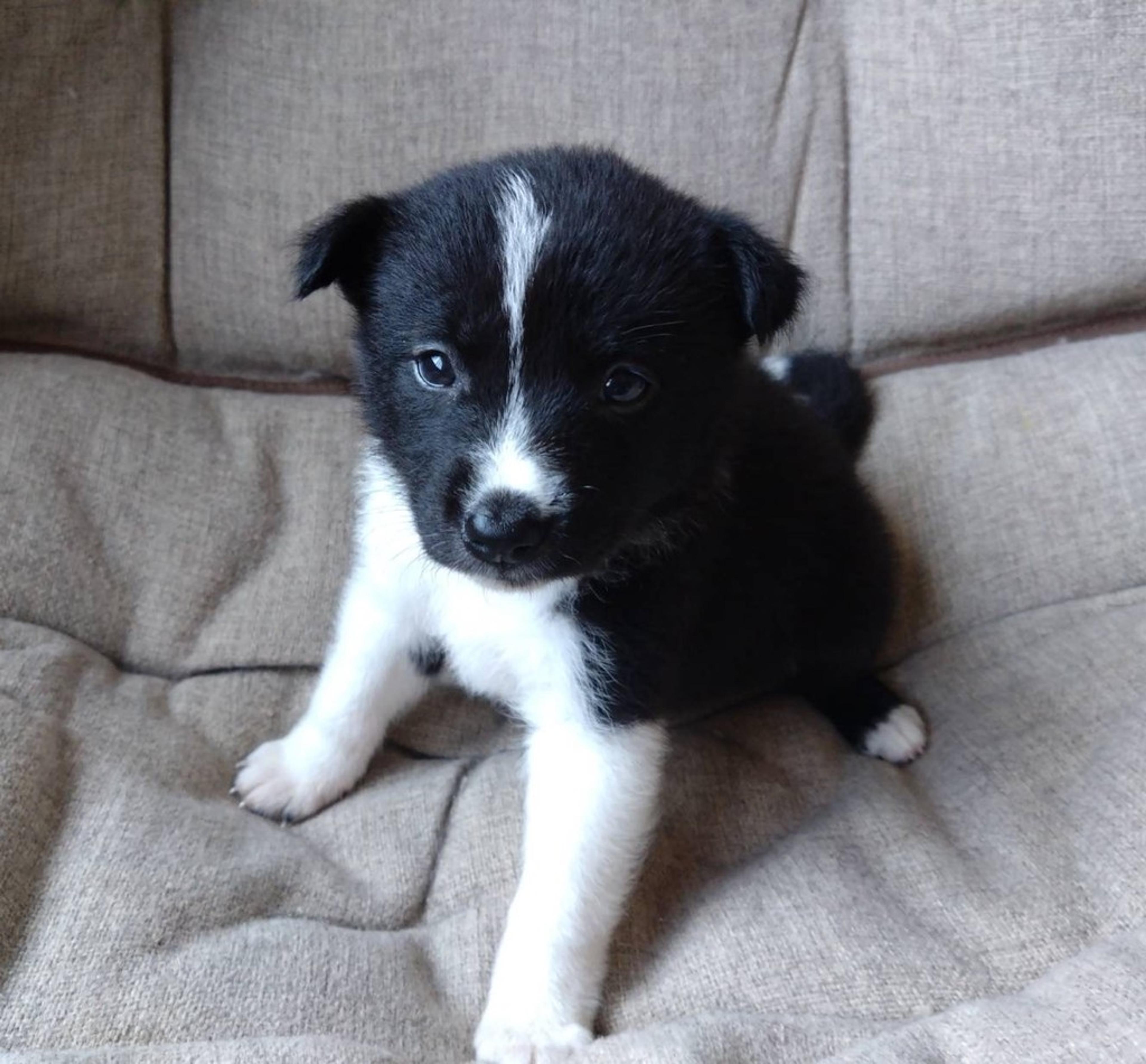 pet-image-2