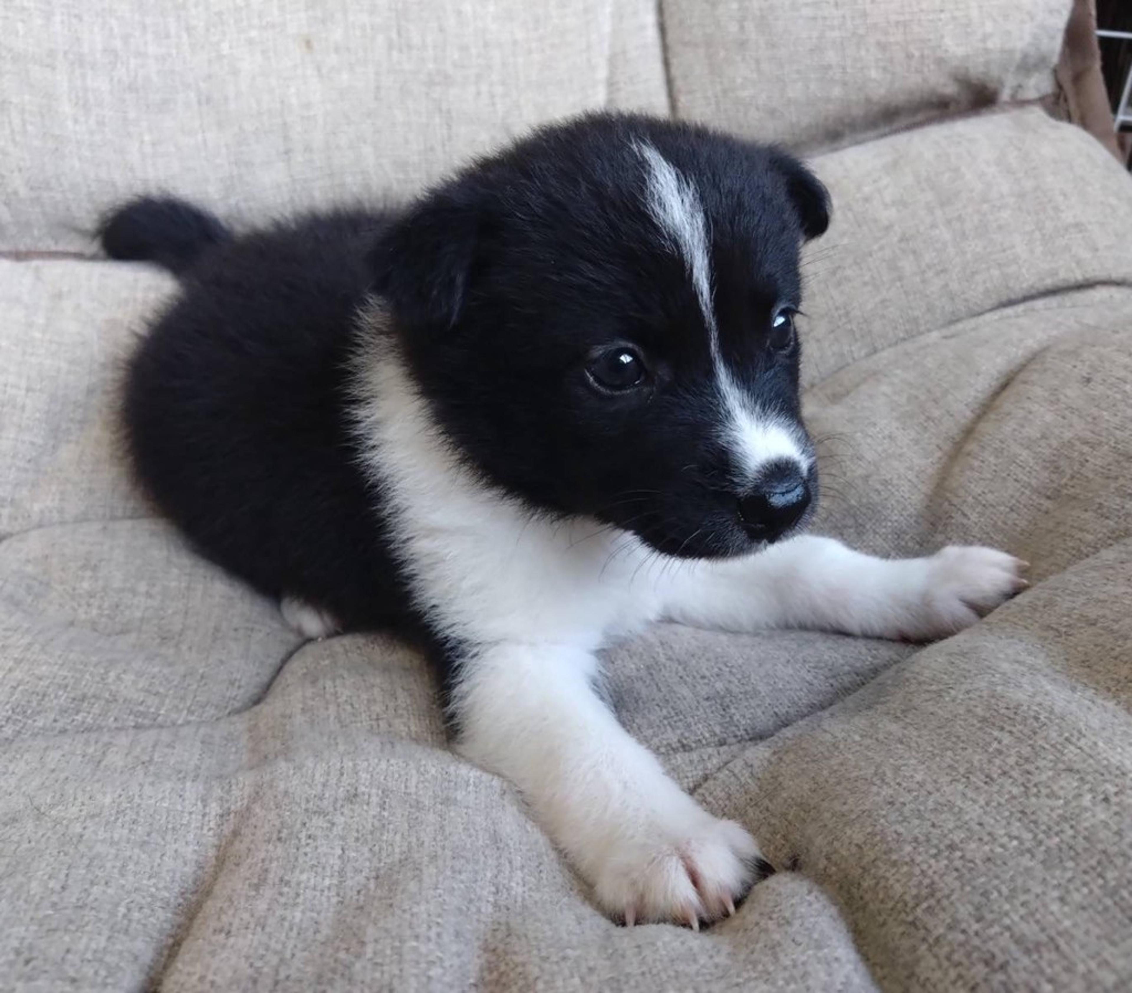 pet-image-3
