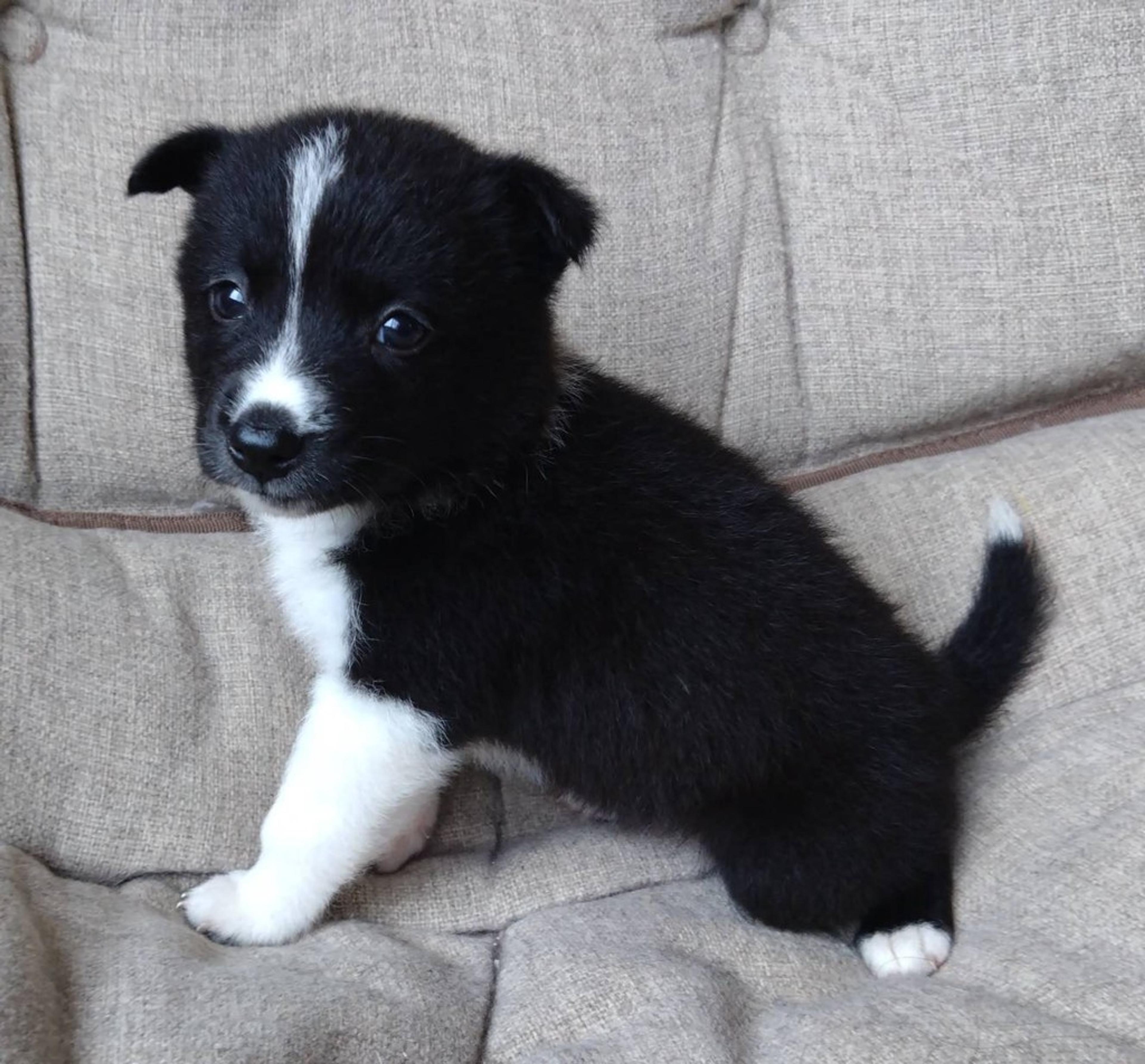 pet-image-4