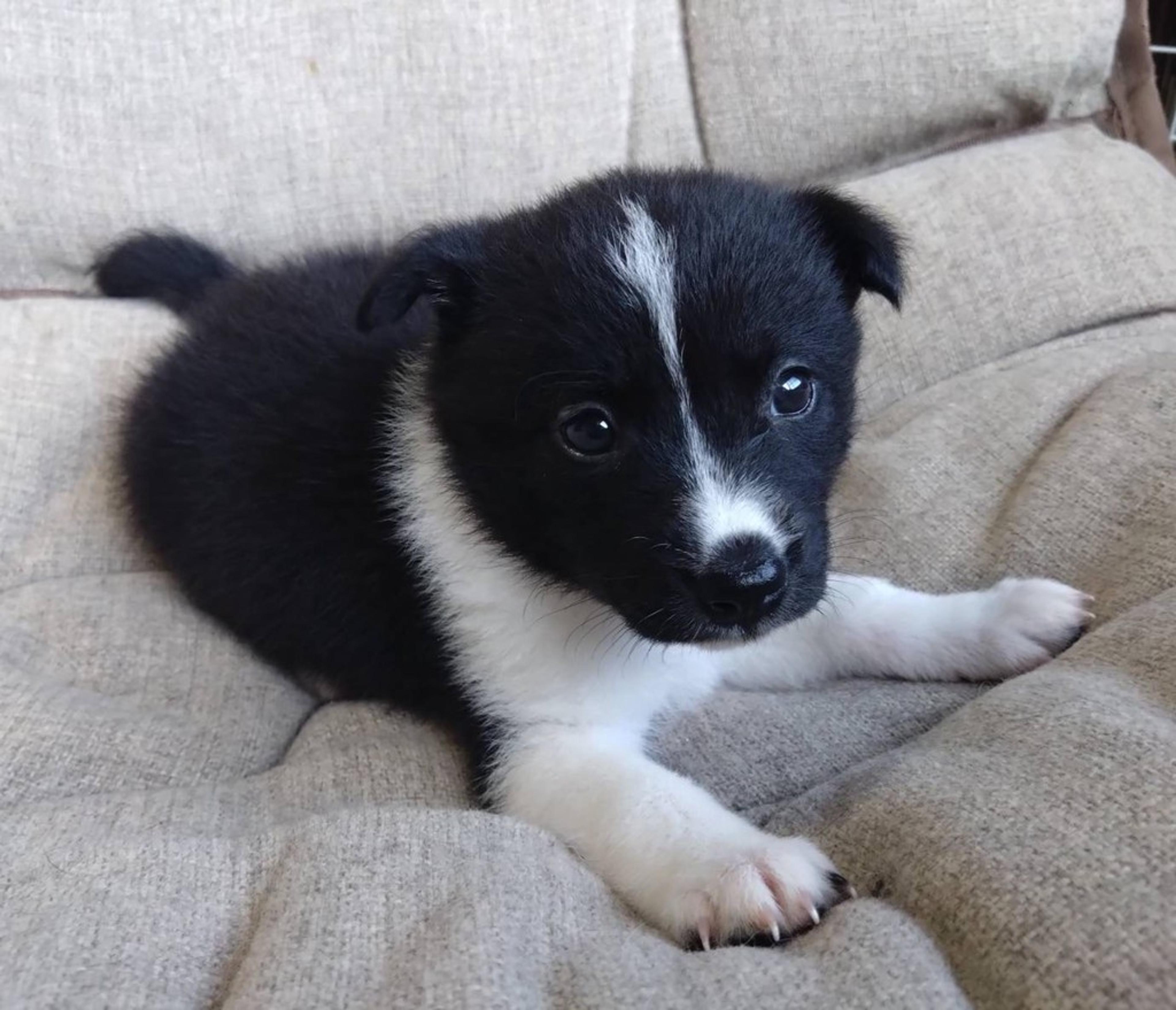 pet-image-5