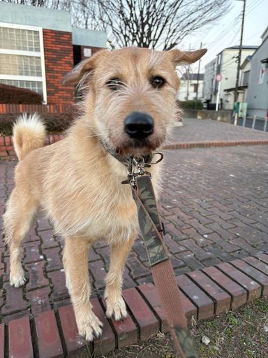 雑種（ミックス犬）・メスの里親募集の写真