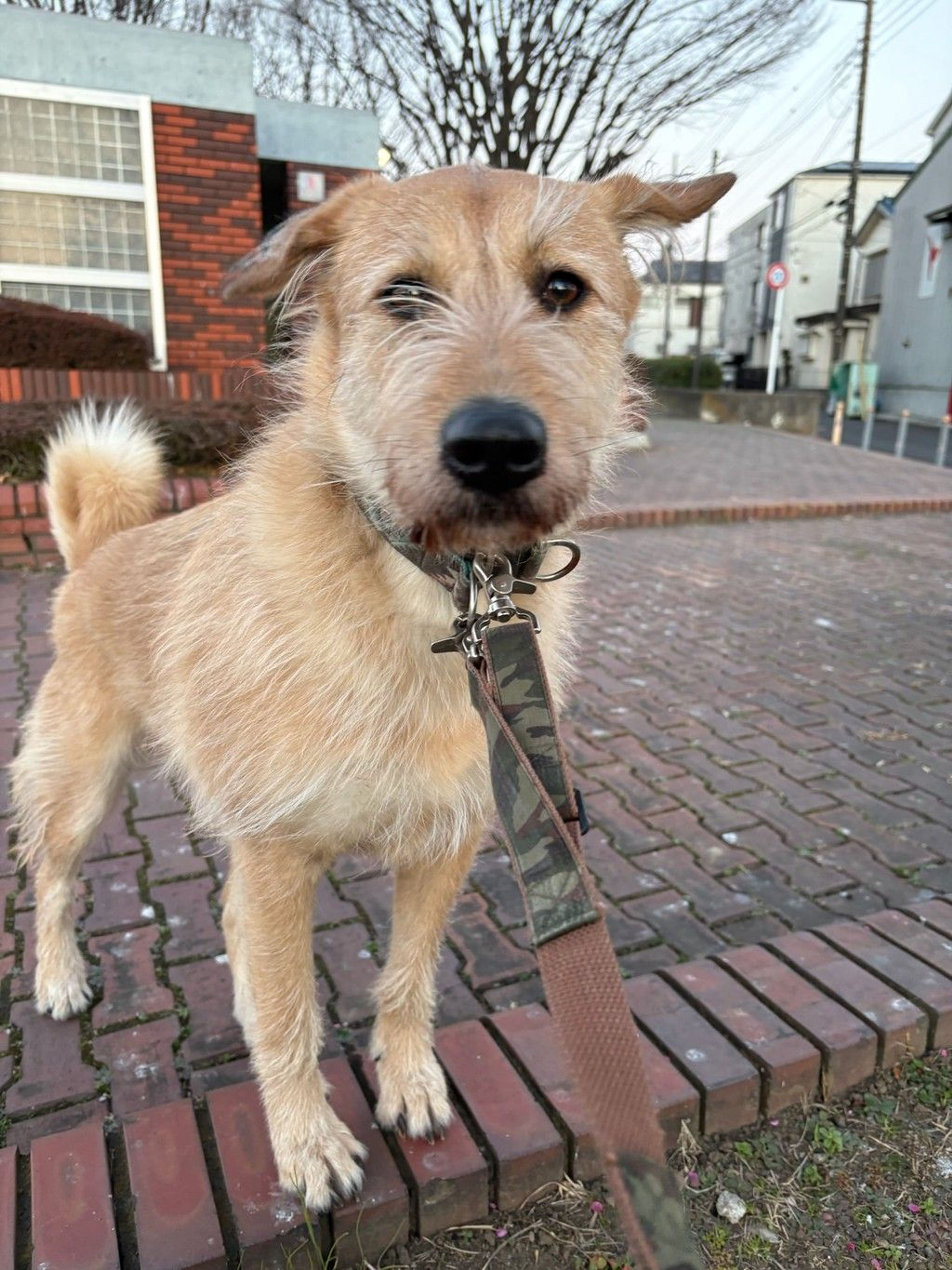 雑種（ミックス犬）・メスの里親募集の写真