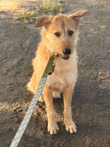 雑種（ミックス犬）・メスの里親募集の写真