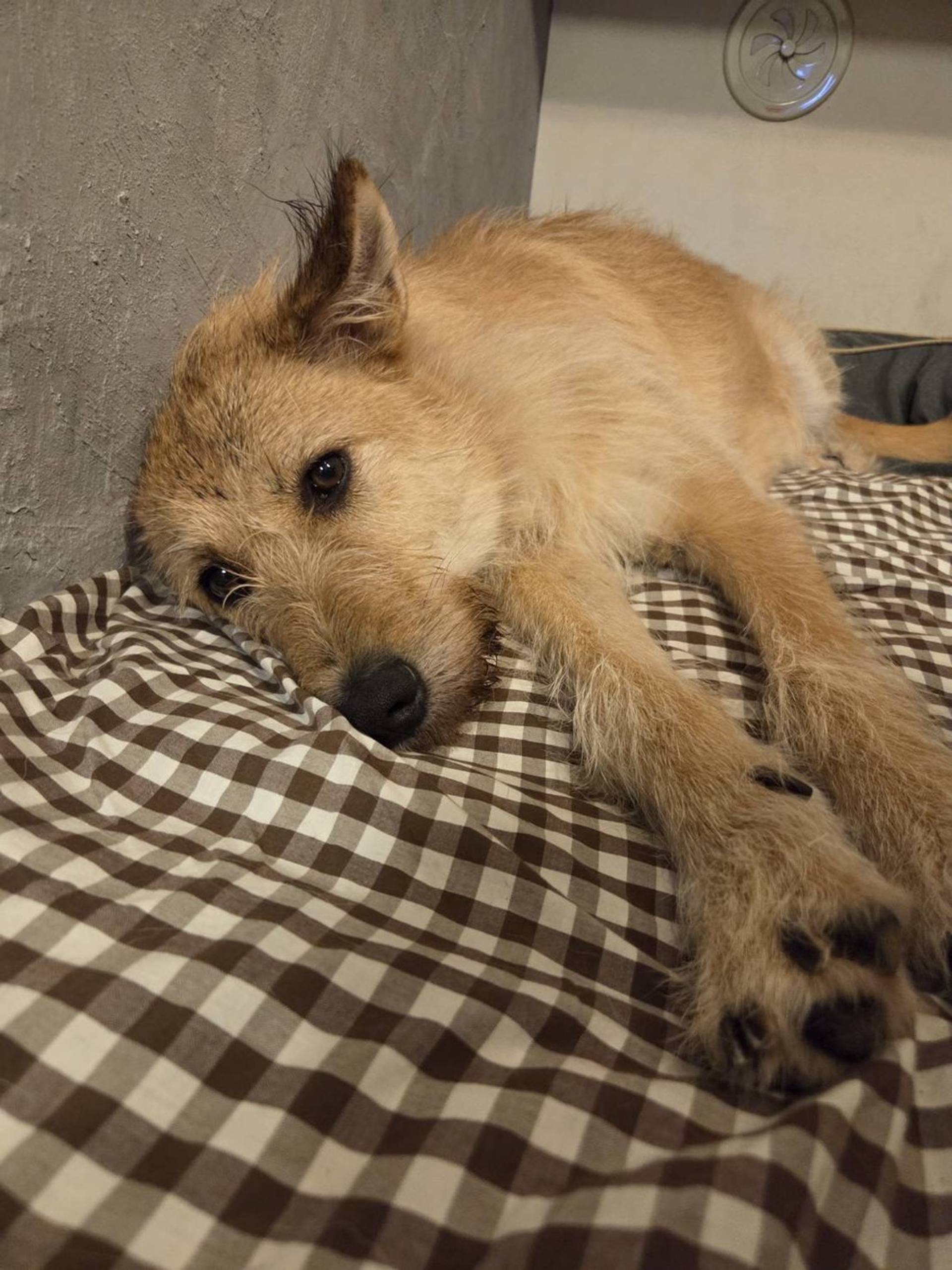 雑種（ミックス犬）・メスの里親募集の写真