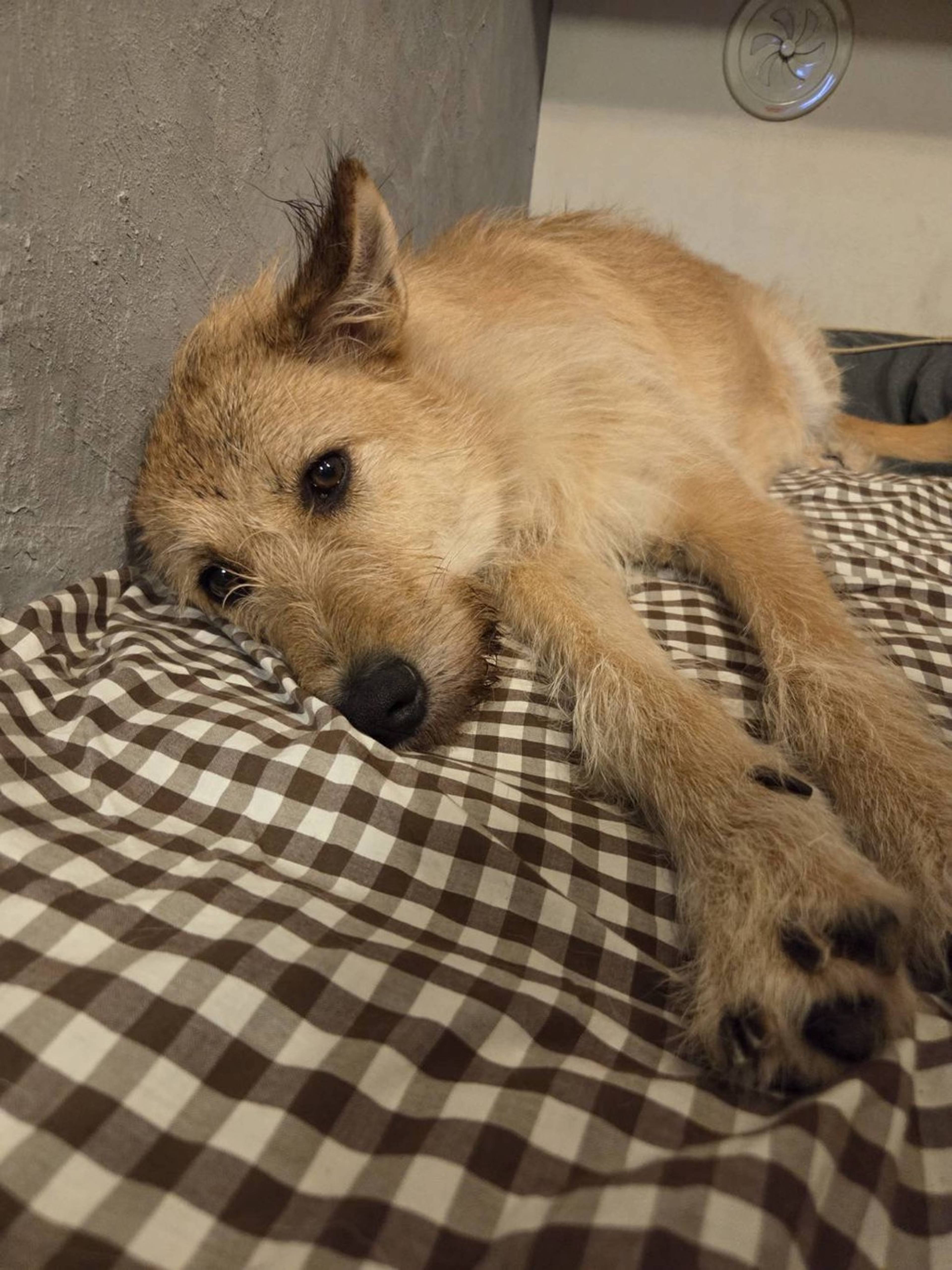 雑種（ミックス犬）・メスの里親募集の写真