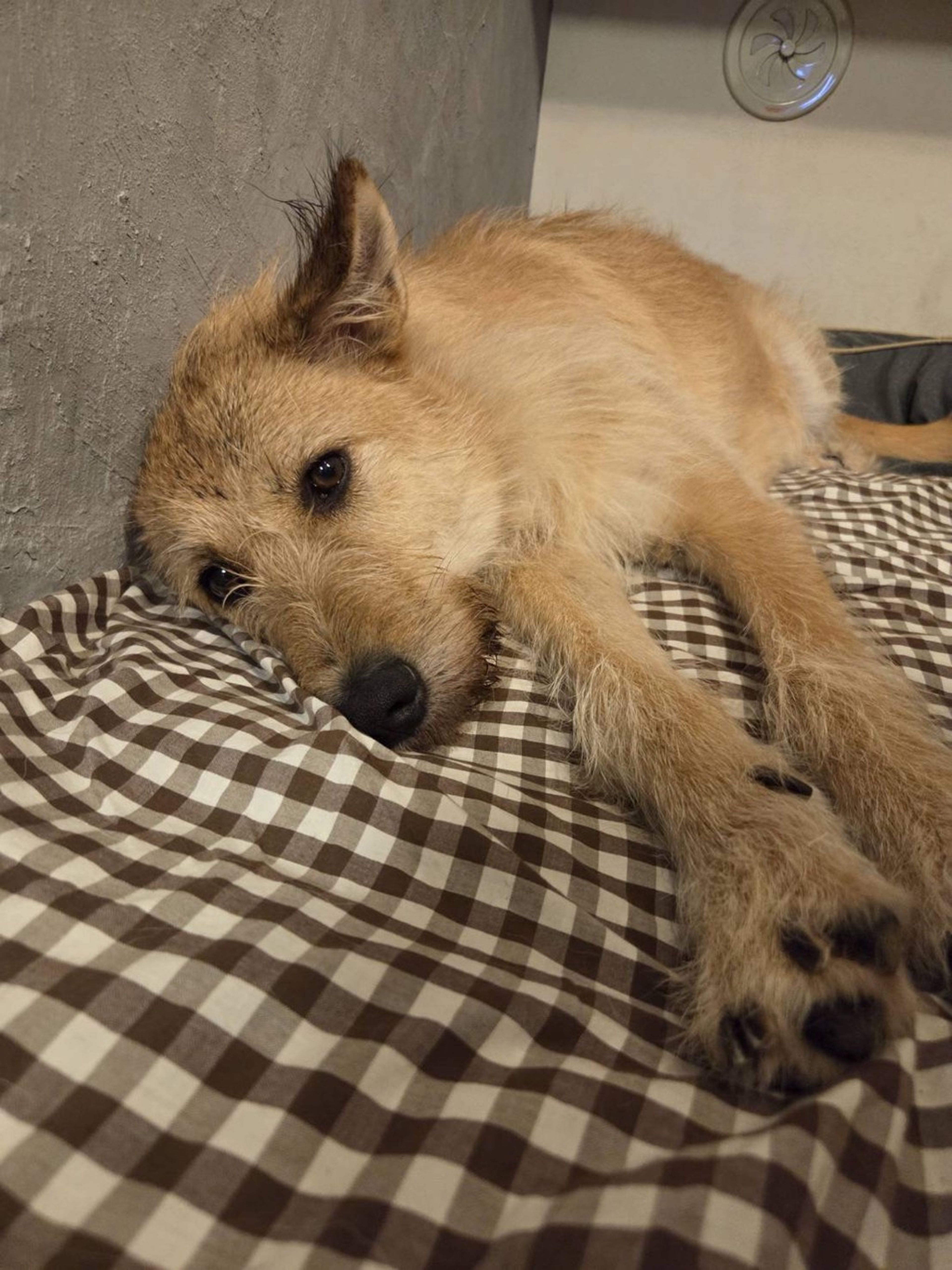 雑種（ミックス犬）・メスの里親募集の写真