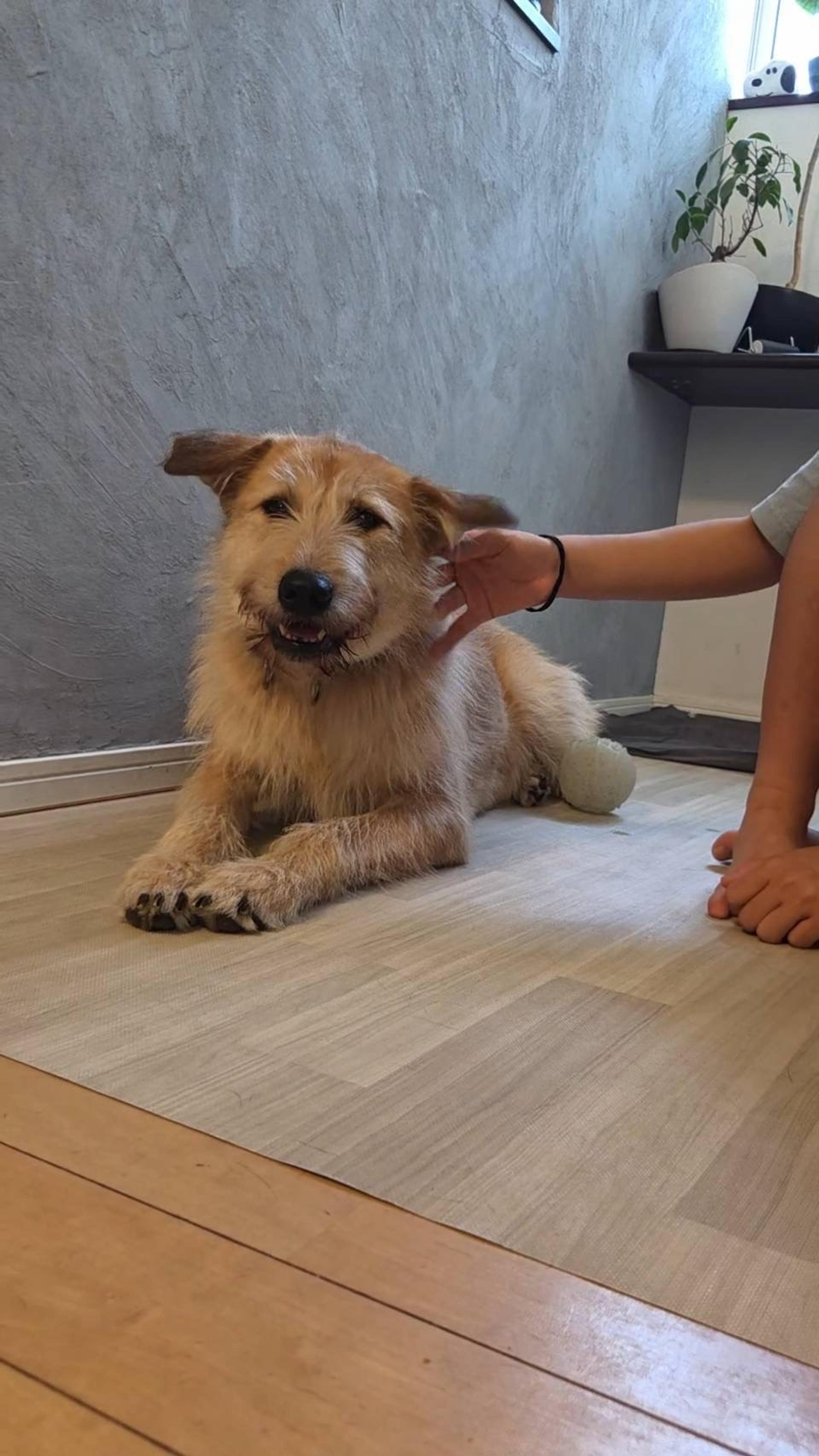 pet-image-2