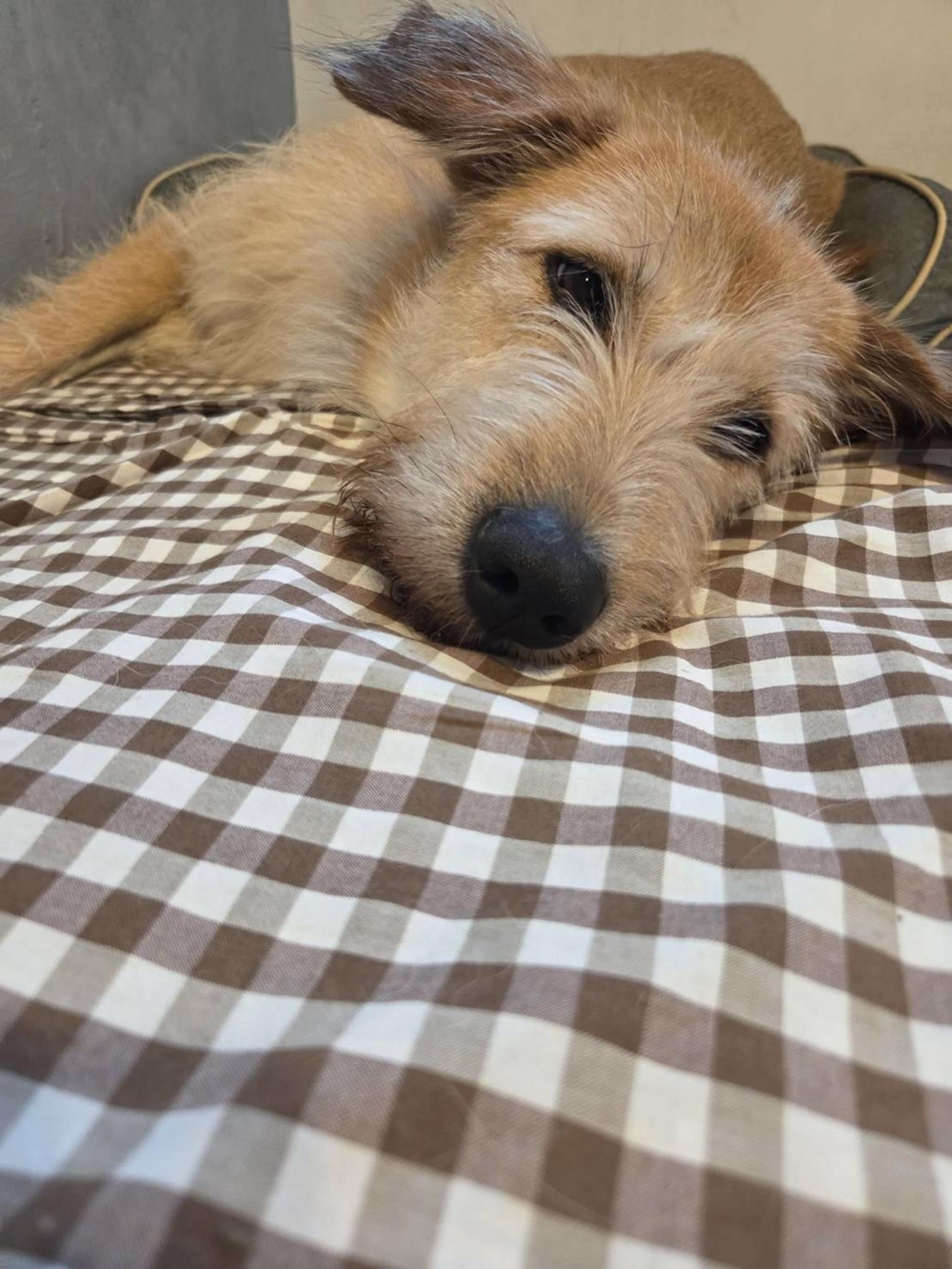 pet-image-6