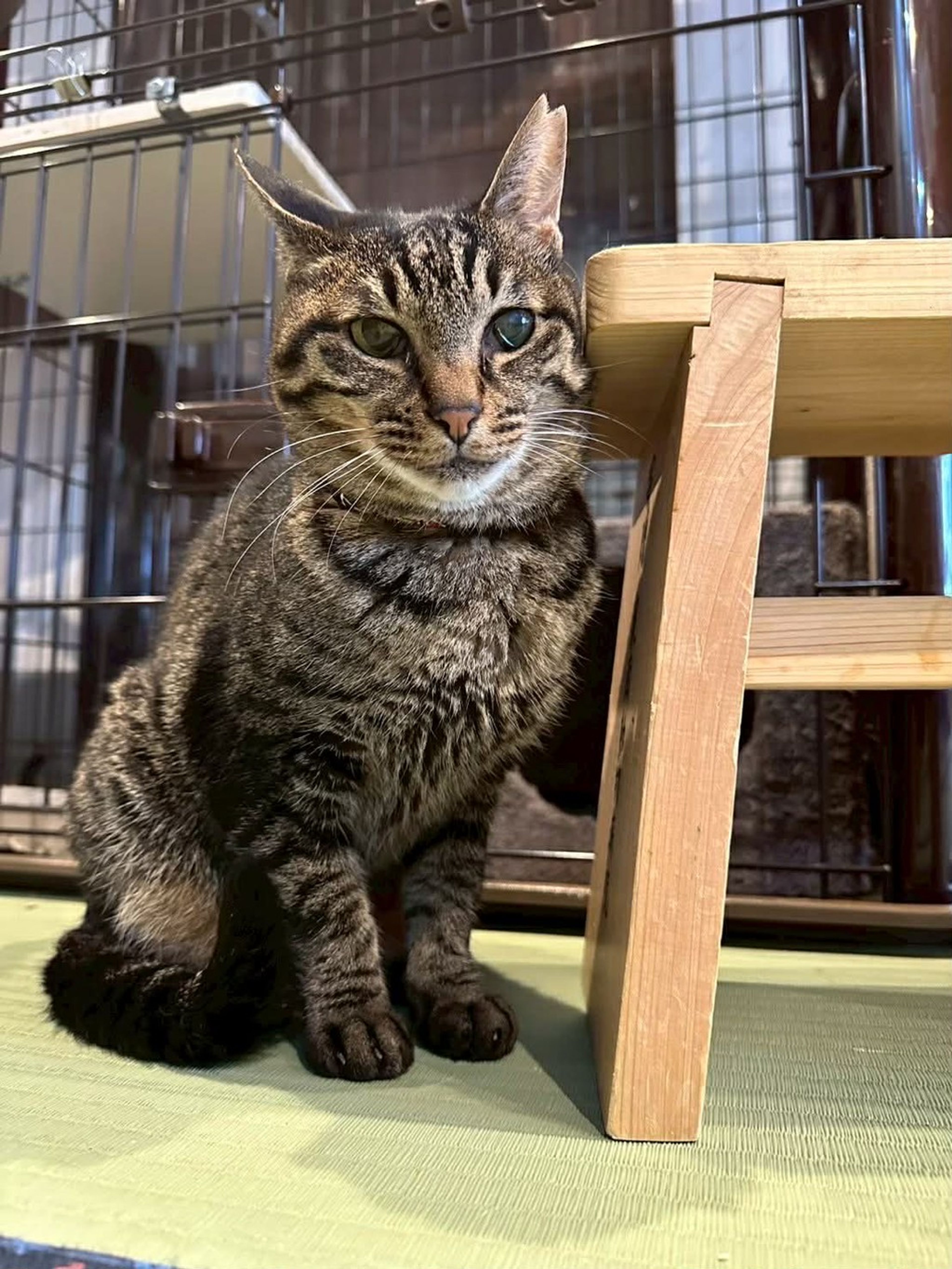 雑種（ミックス猫）・メスの里親募集の写真