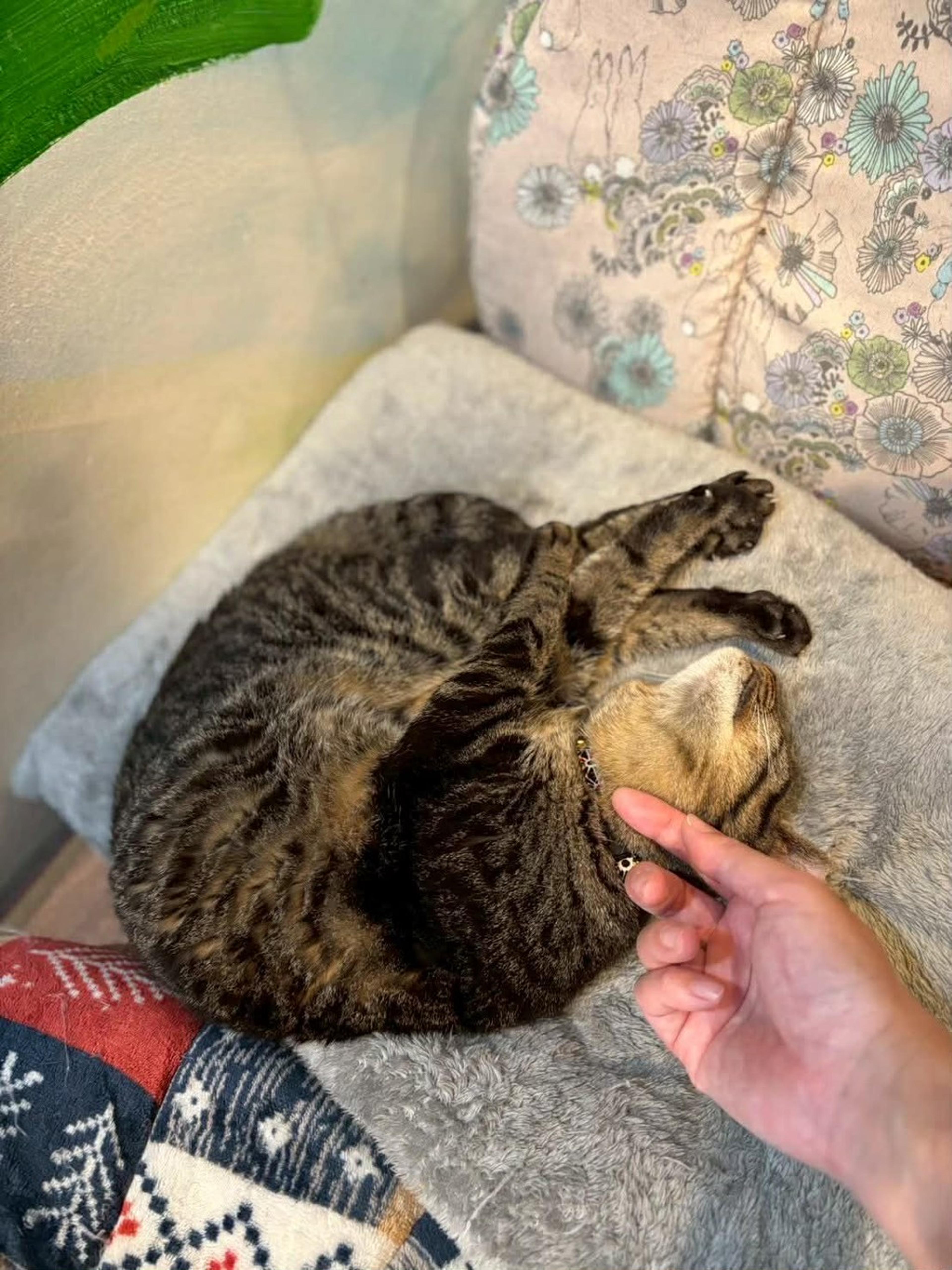 pet-image-3