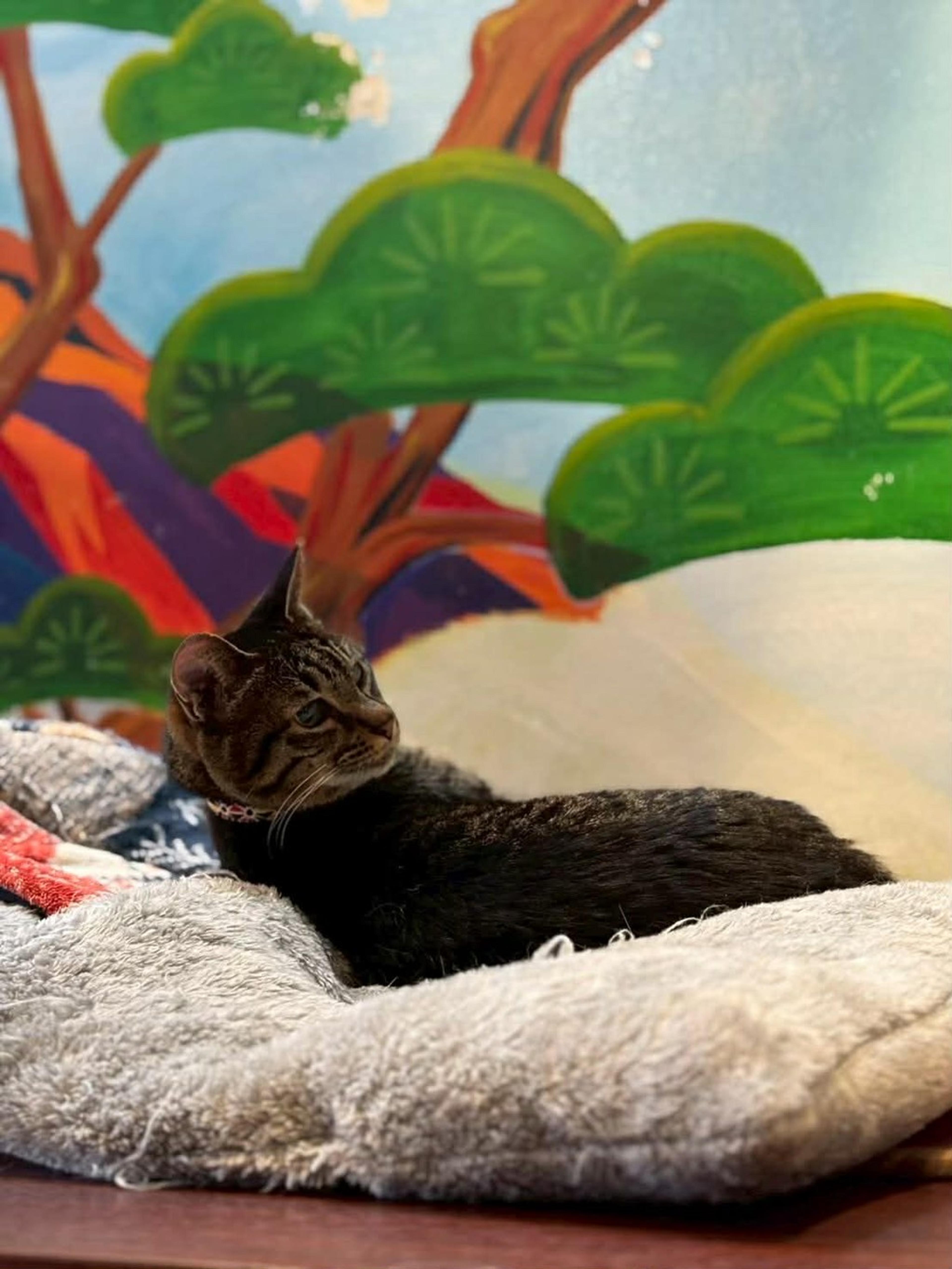 pet-image-4