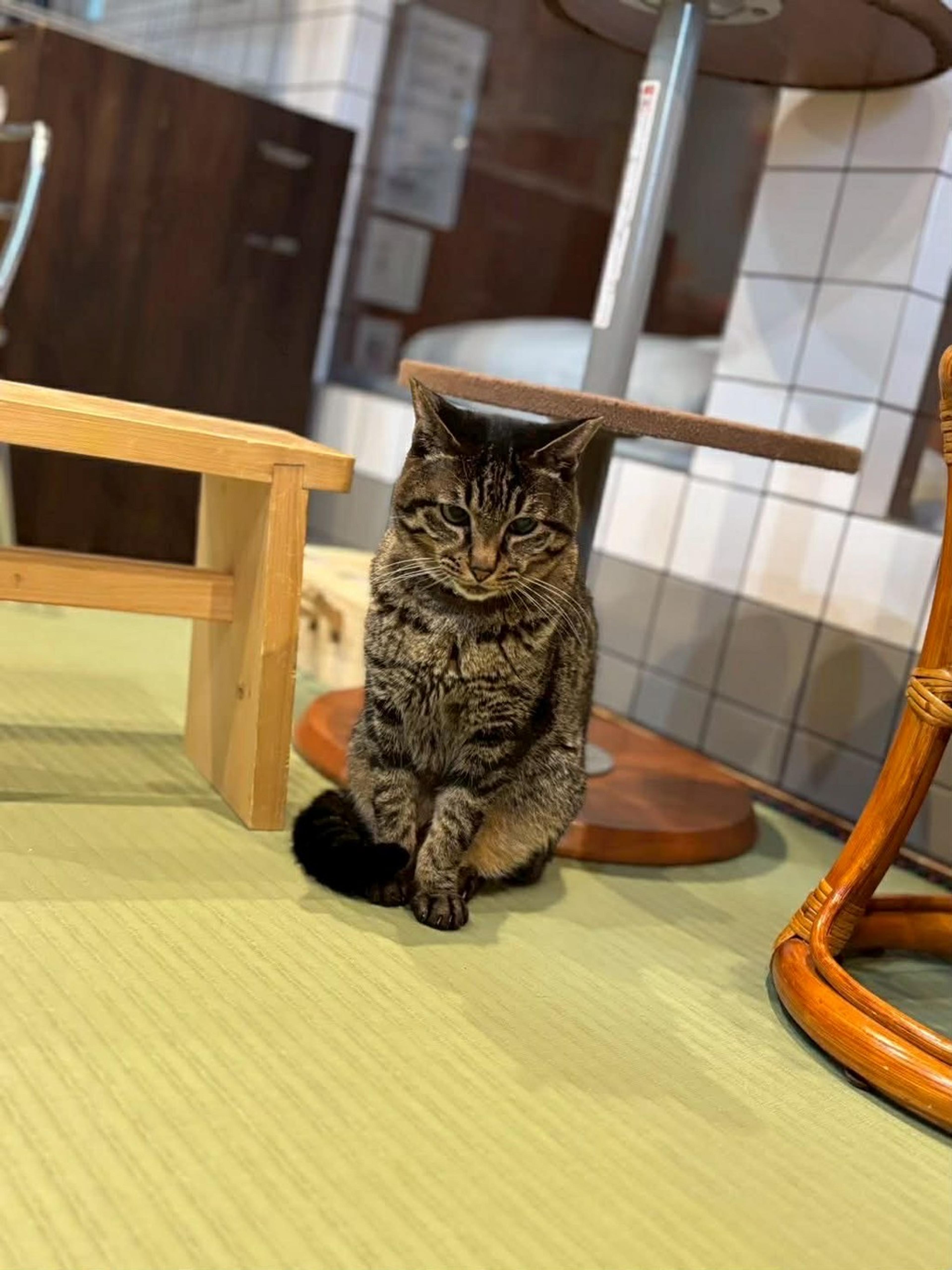 pet-image-5