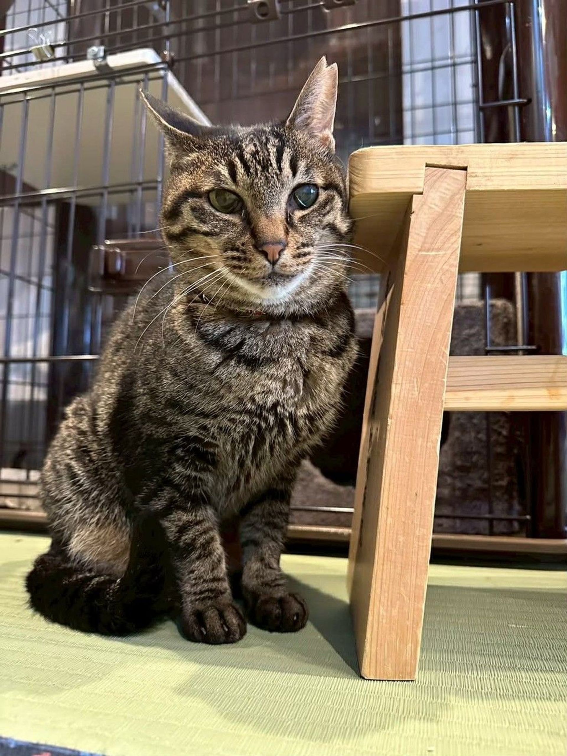 雑種（ミックス猫）・メスの里親募集の写真