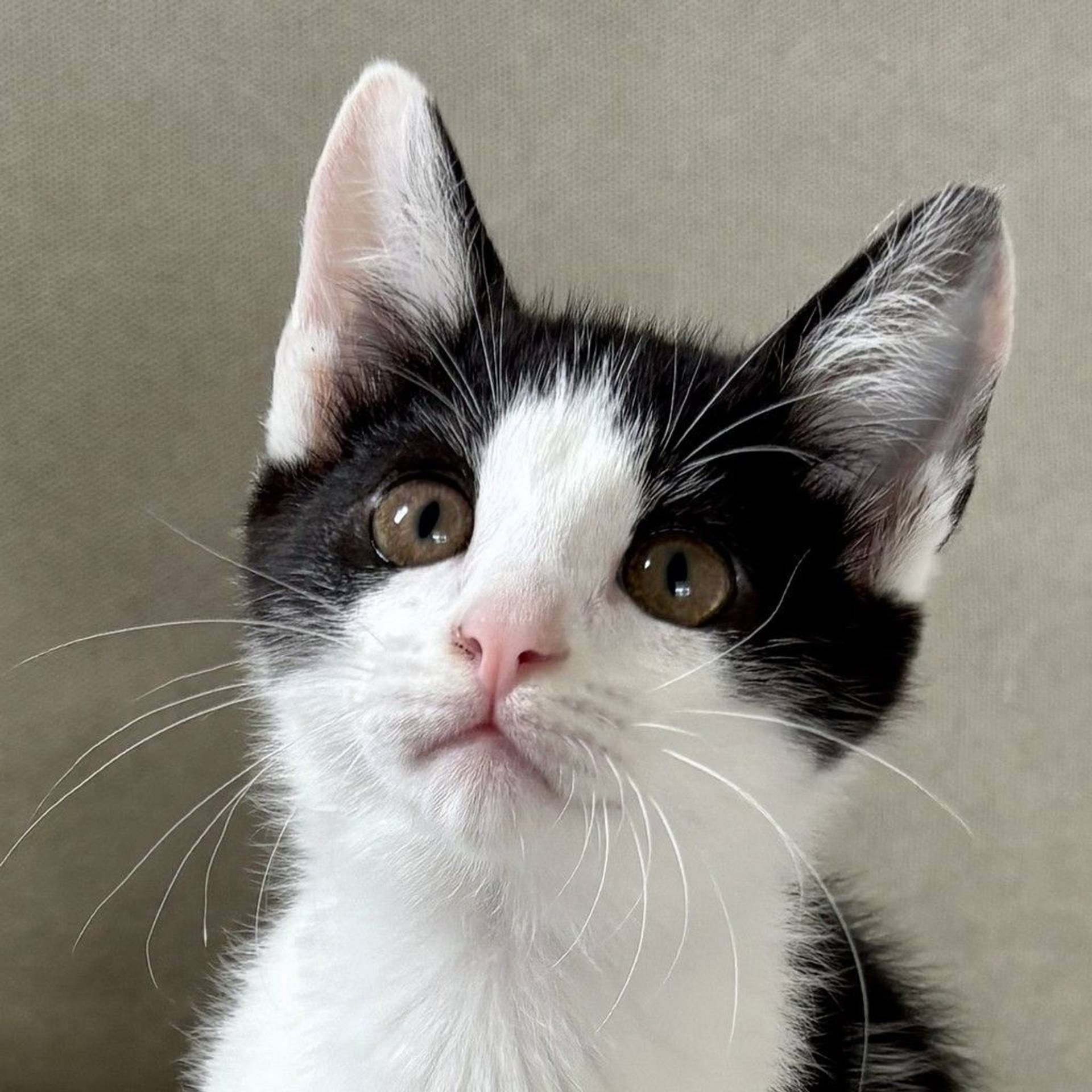 雑種（ミックス猫）・オスの里親募集の写真