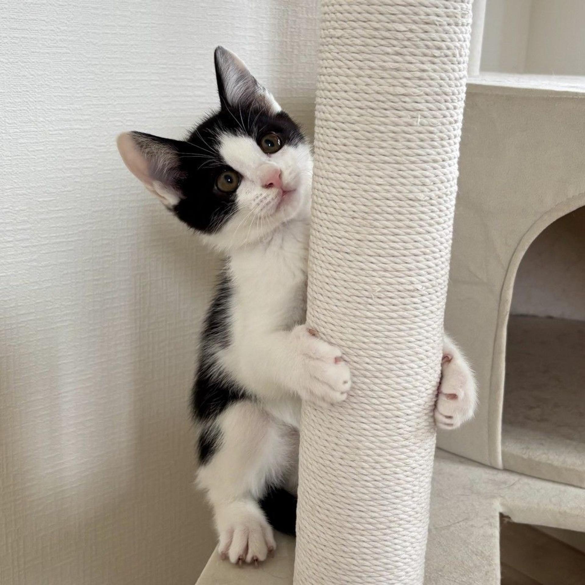 pet-image-3