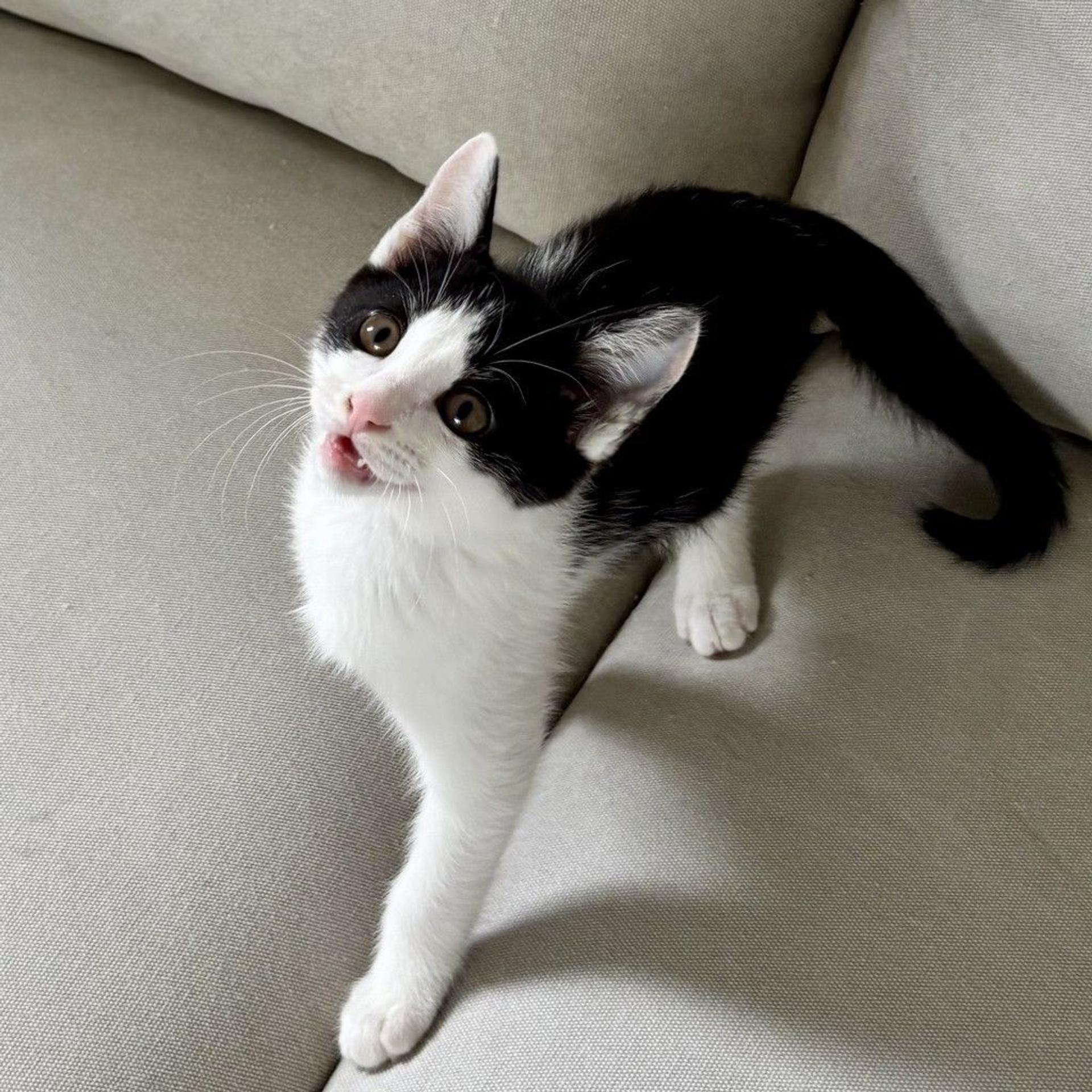 pet-image-4