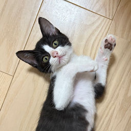 thumb-5