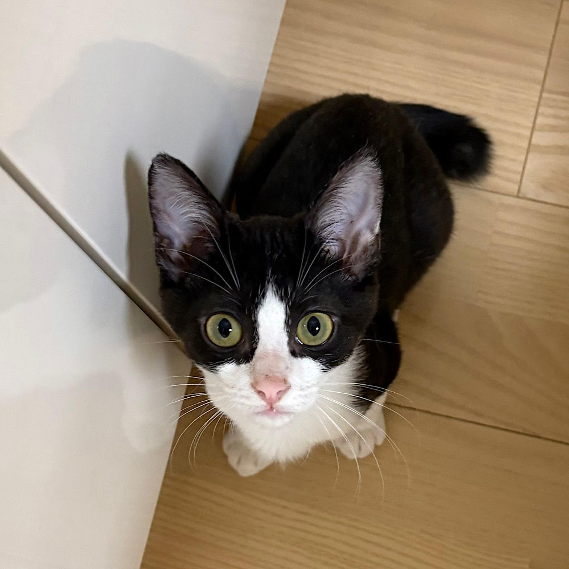 pet-image-3