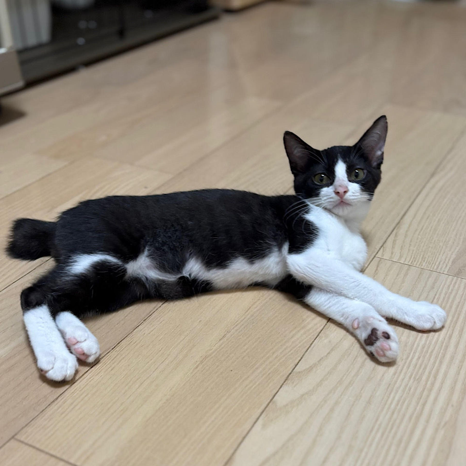 pet-image-5
