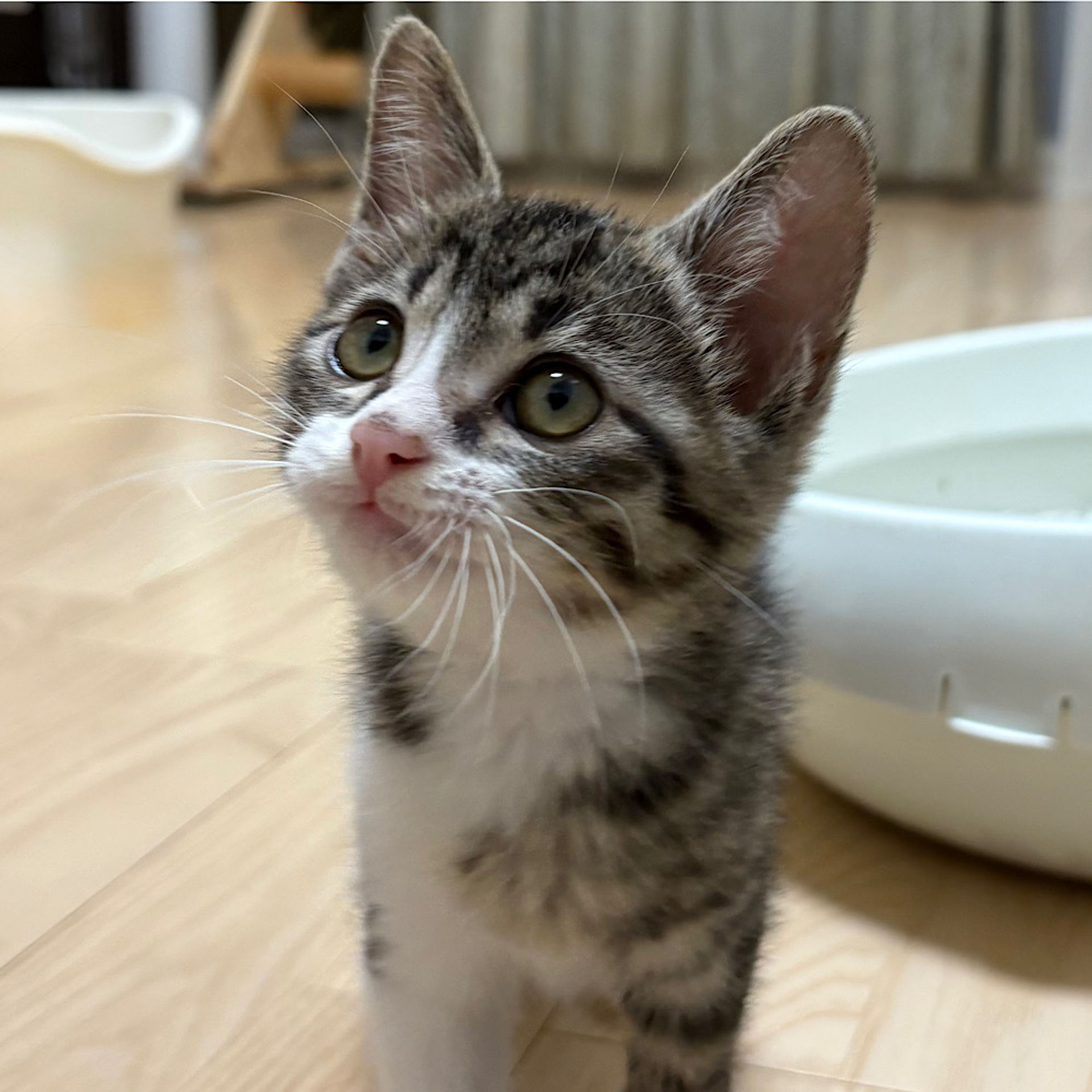 雑種（ミックス猫）・オスの里親募集の写真