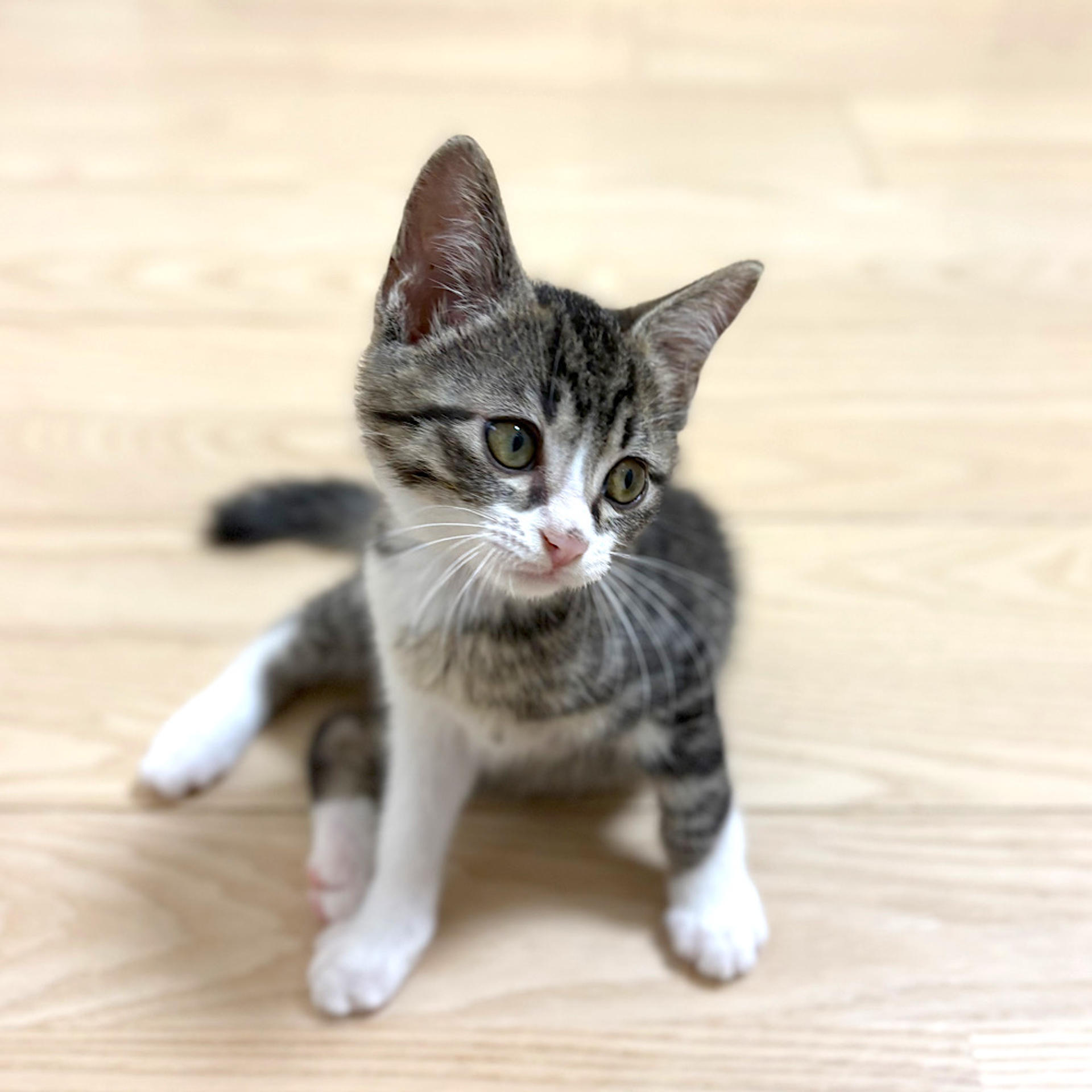 pet-image-3