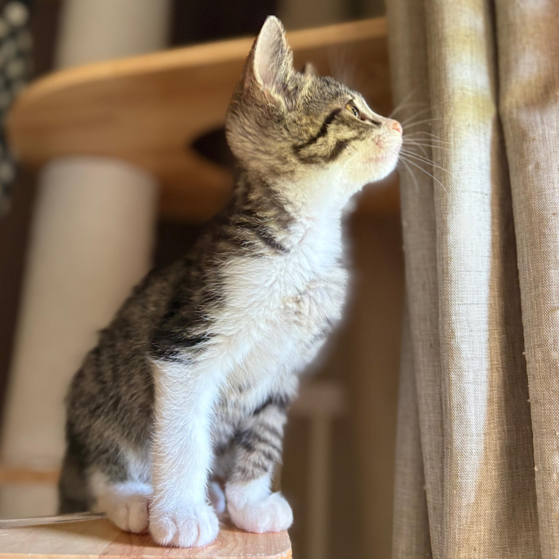 pet-image-5