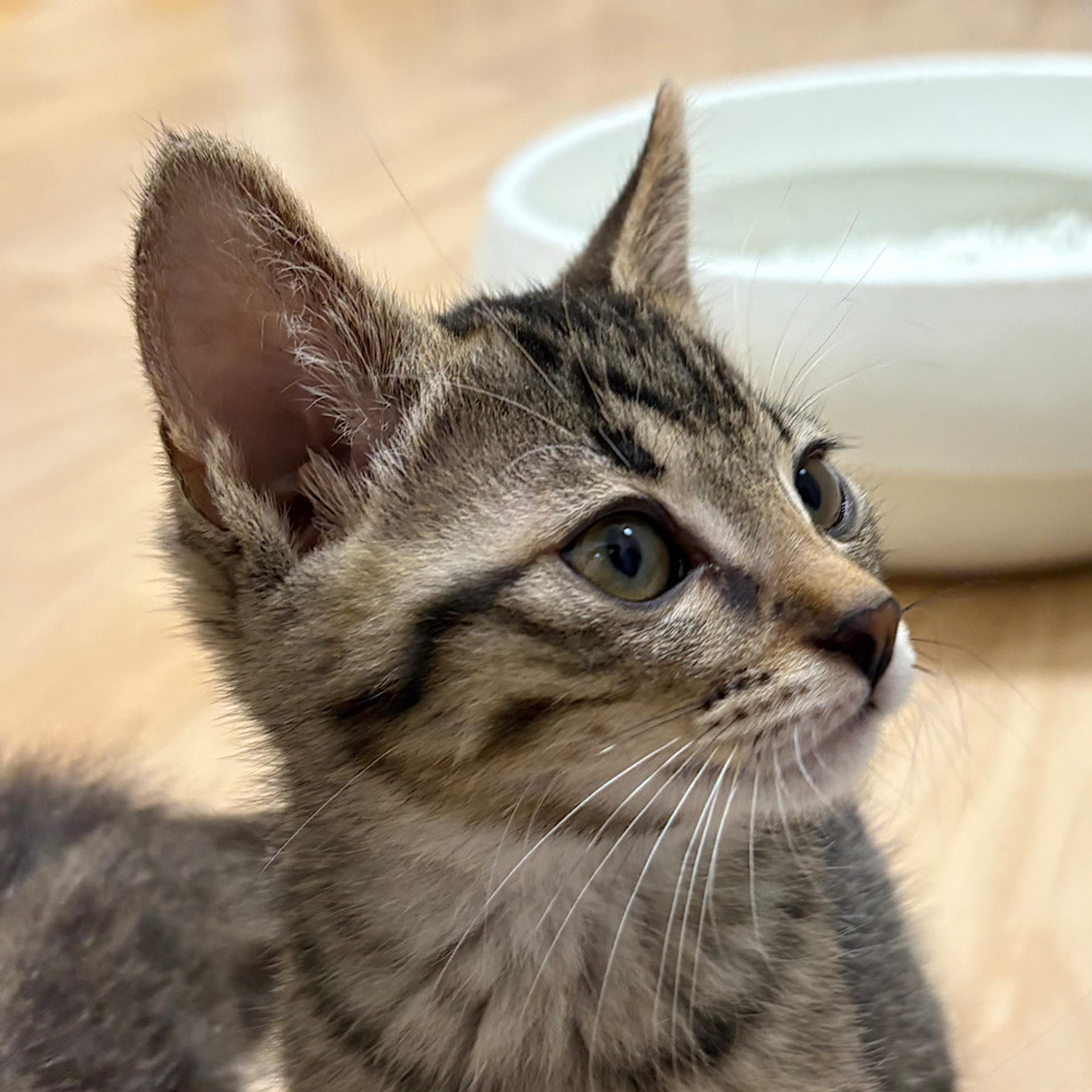 pet-image-5