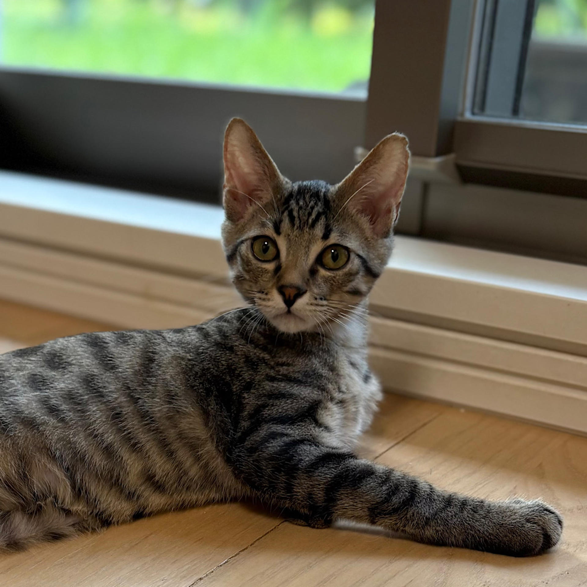 pet-image-4