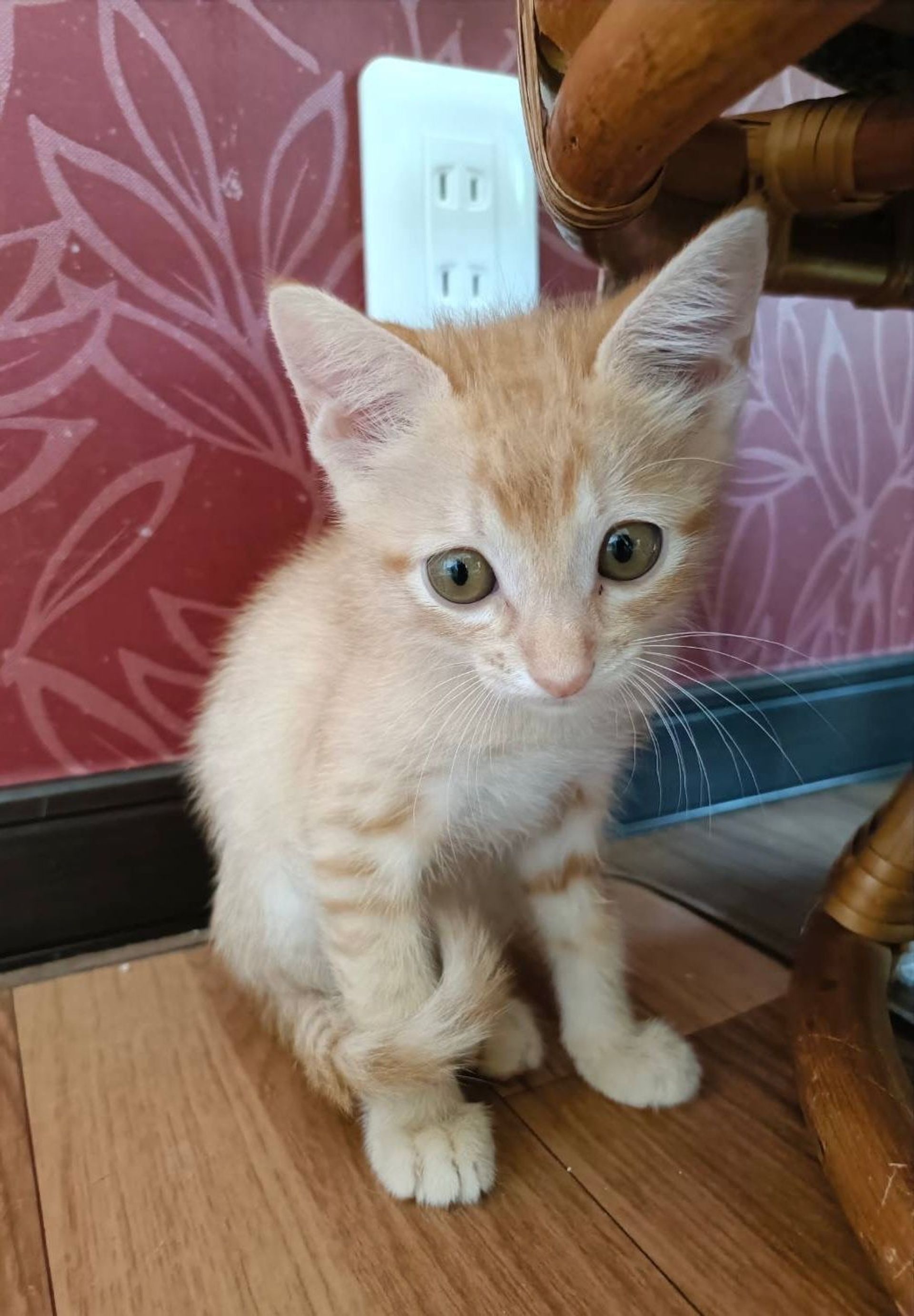 雑種（ミックス猫）・オスの里親募集の写真