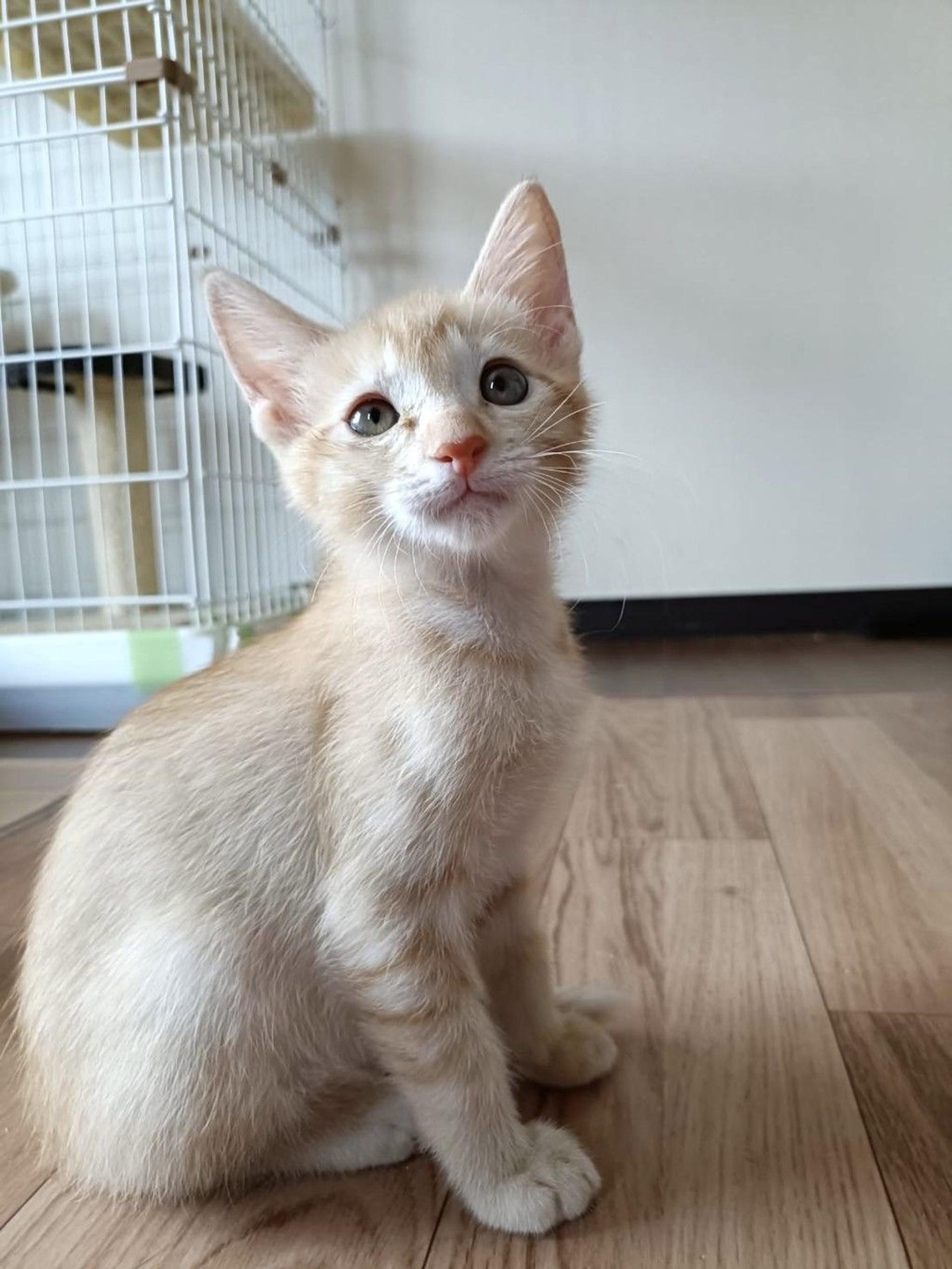 pet-image-2