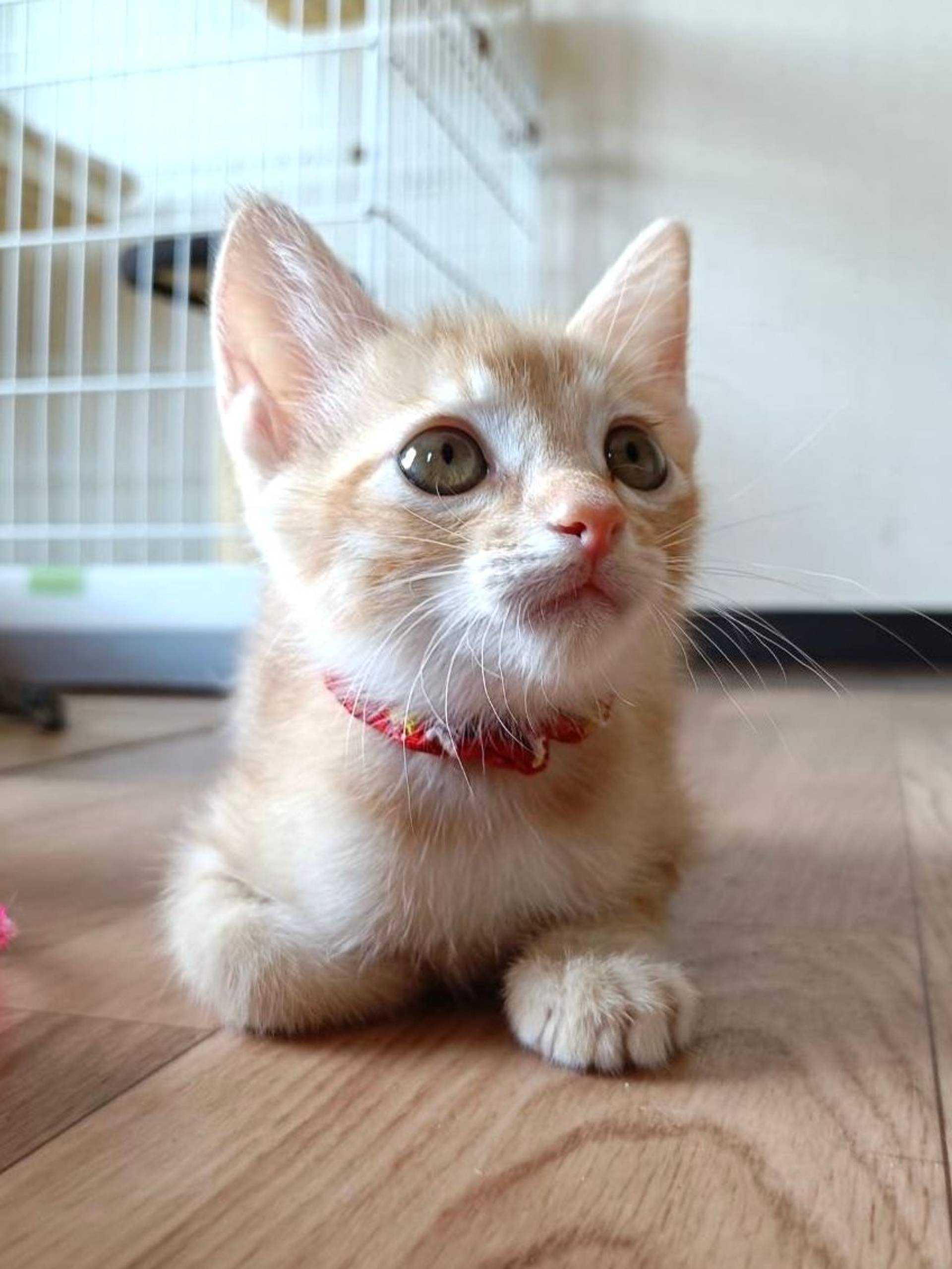 雑種（ミックス猫）・メスの里親募集の写真