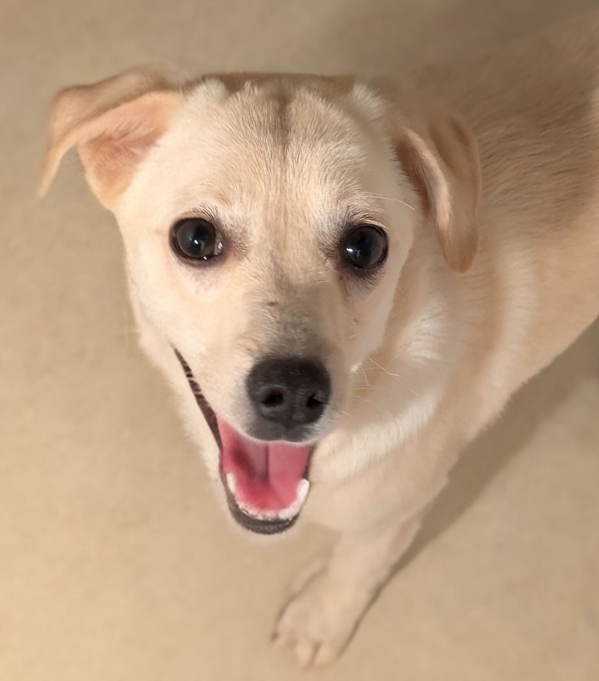 雑種（ミックス犬）・メスの里親募集の写真