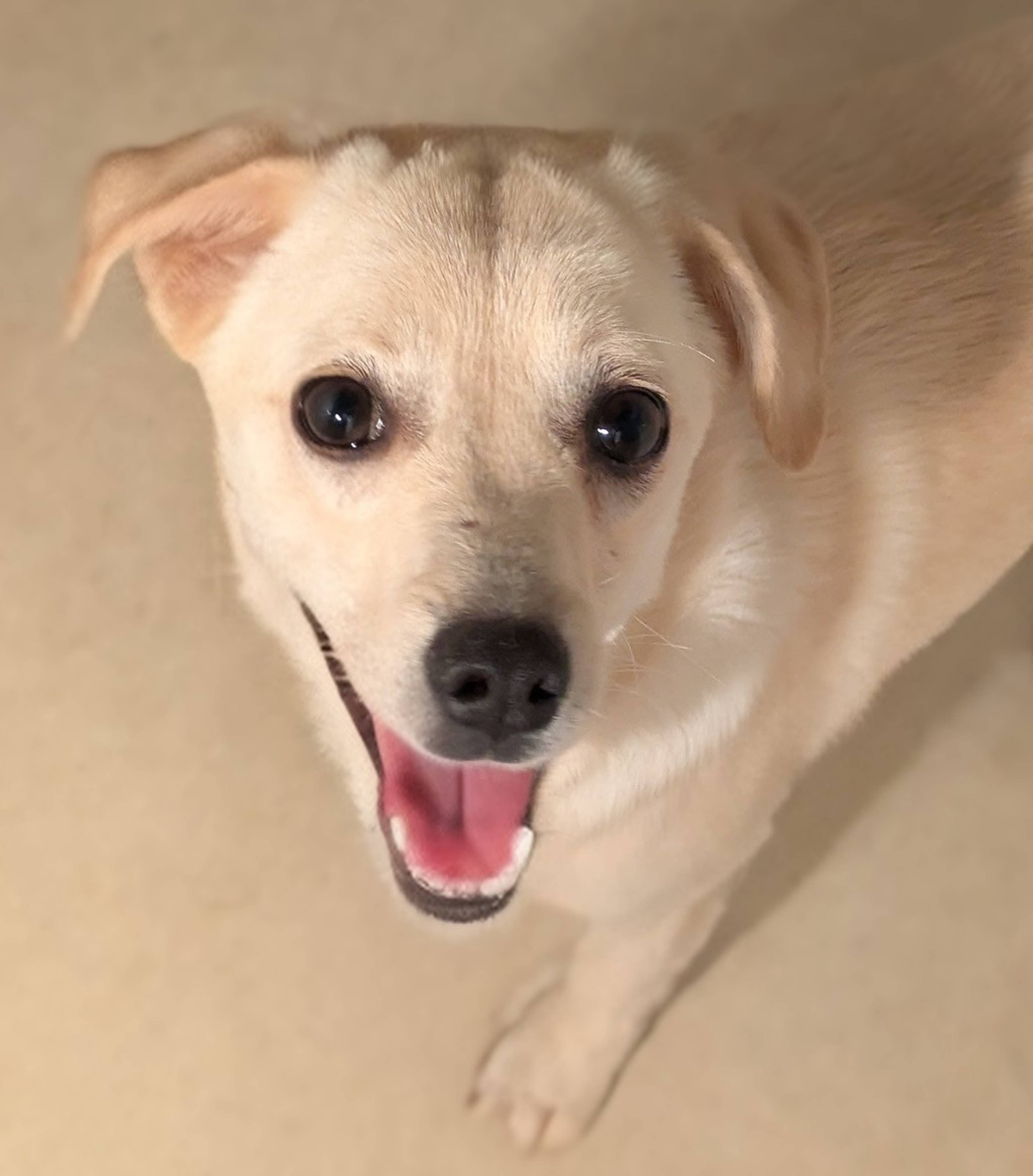 雑種（ミックス犬）・メスの里親募集の写真