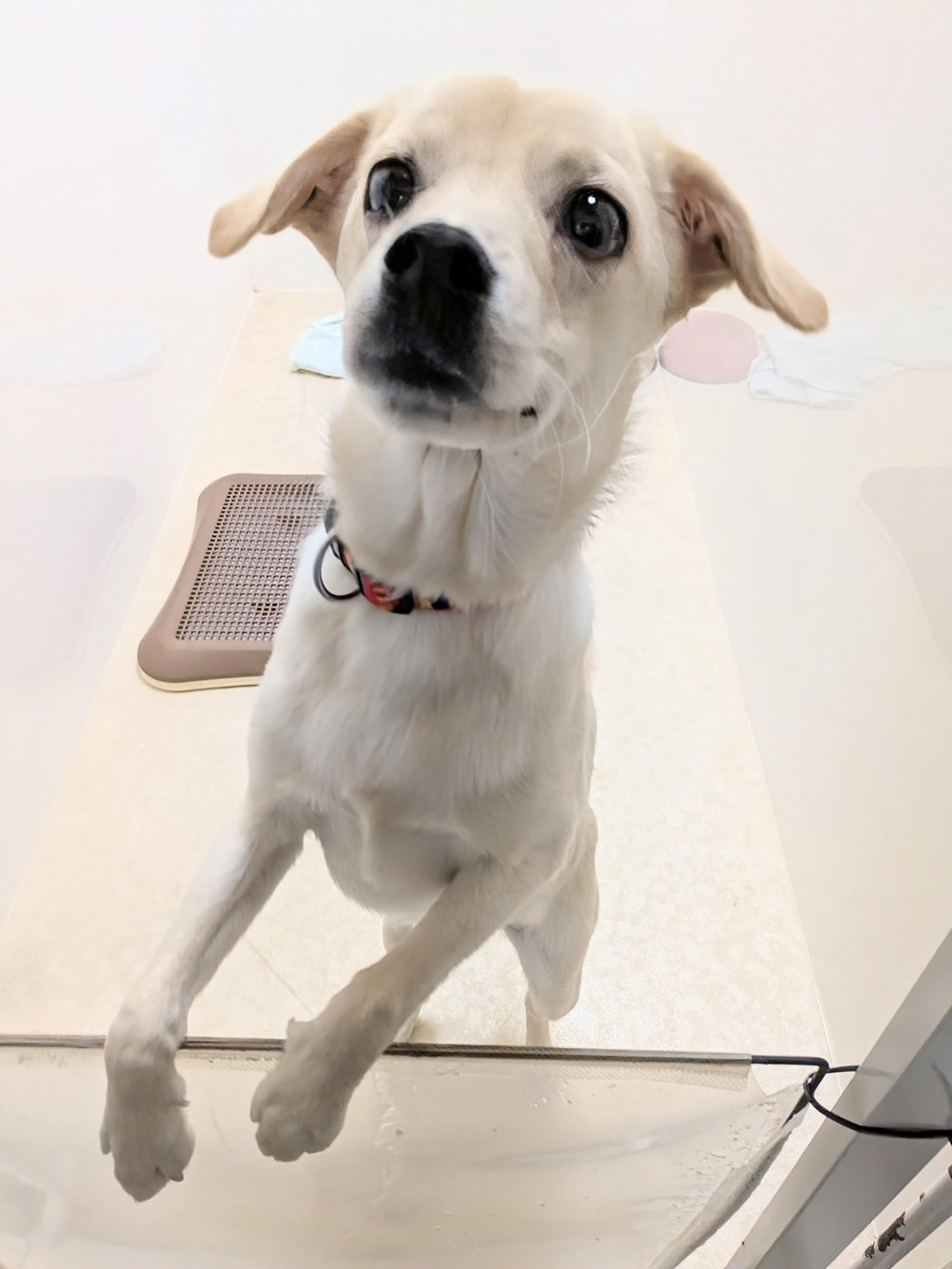 pet-image-5