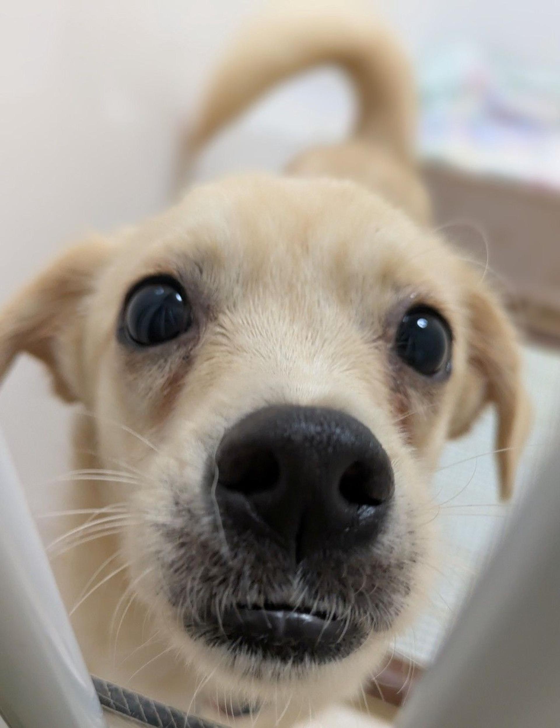 pet-image-4