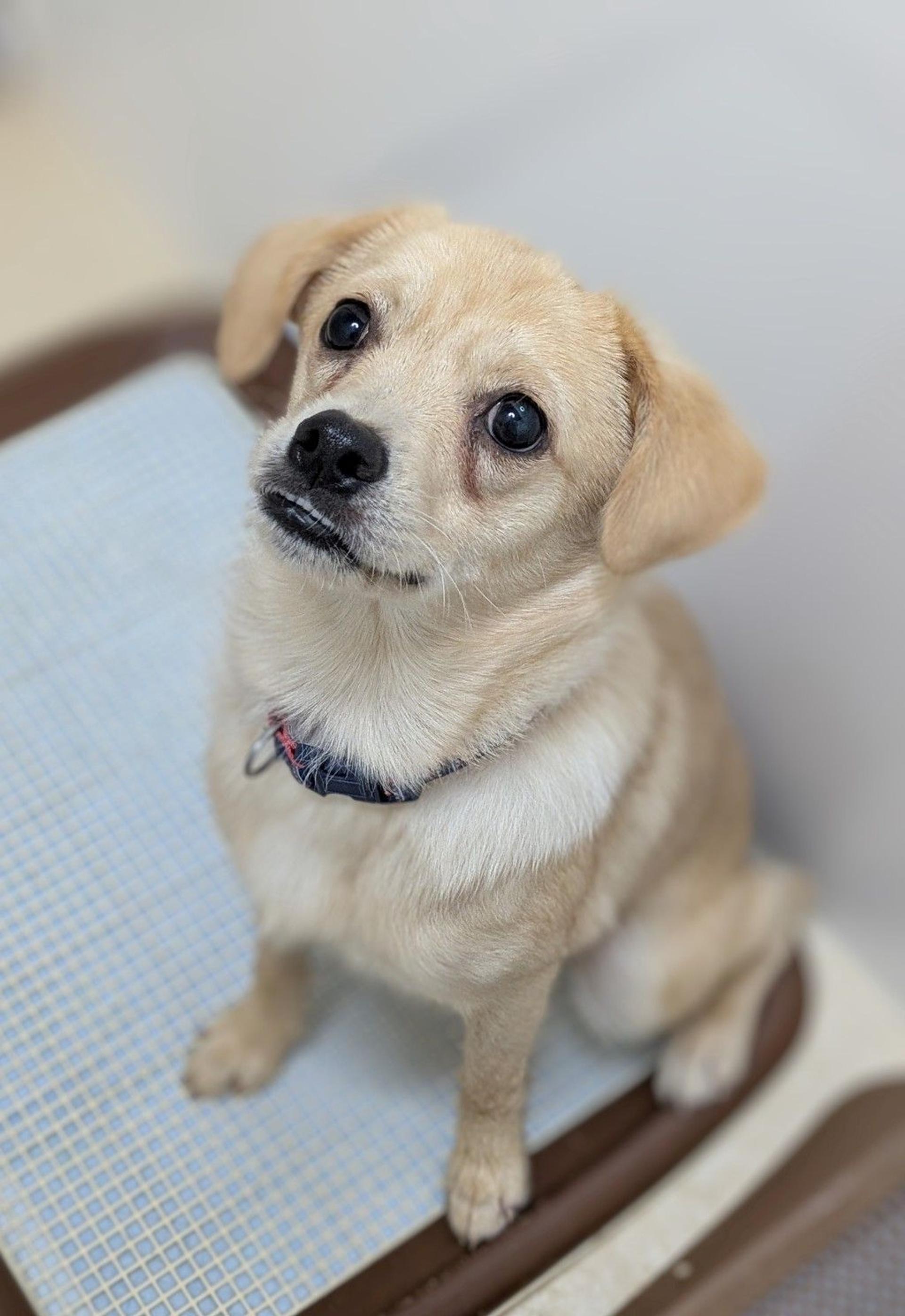 pet-image-3